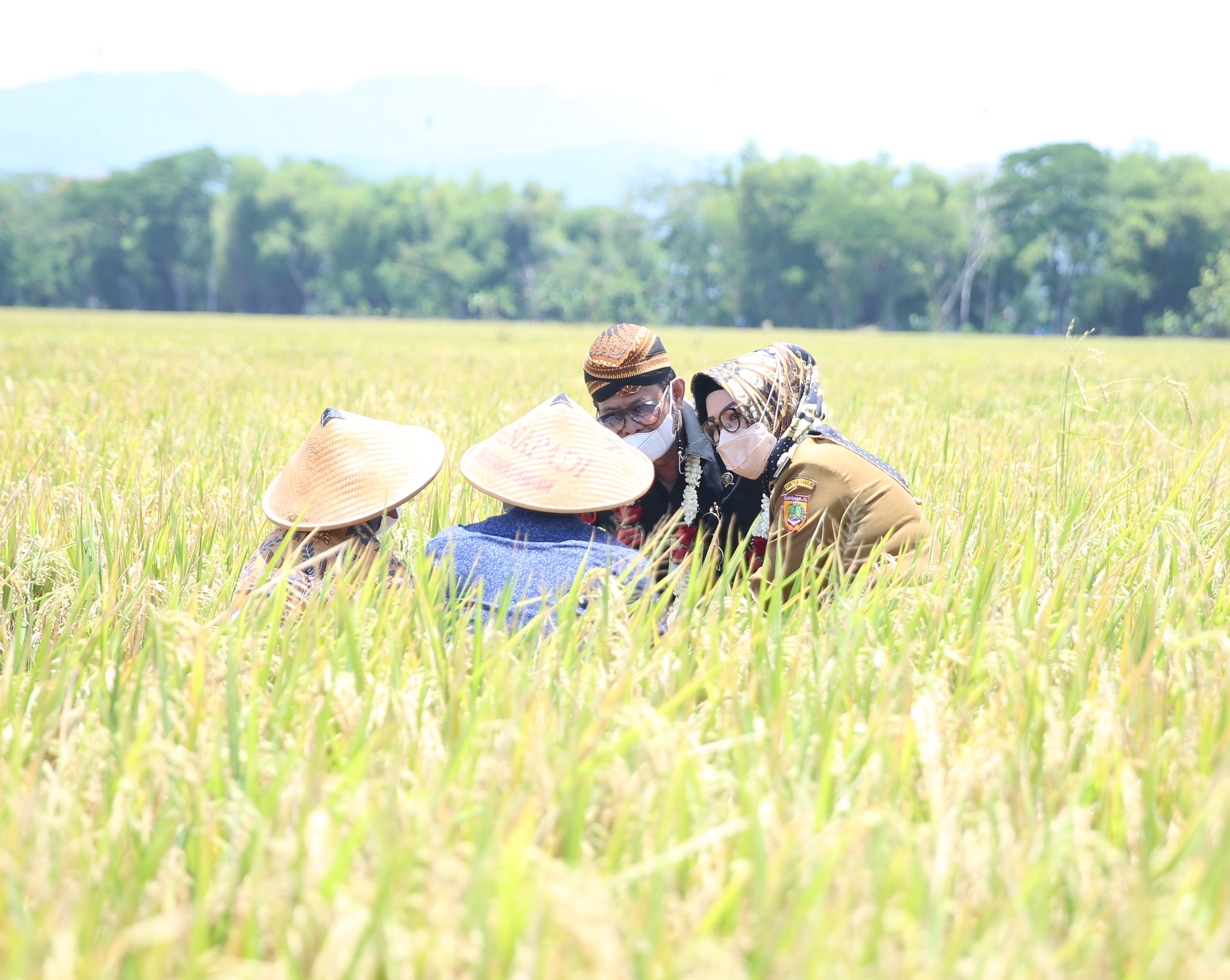 Mentan SYL bersama Bupati Sukoharjo, Etik Suryani, melakukan panen padi hasil indeks pertanaman empat kali setahun di Desa Tegalsari.