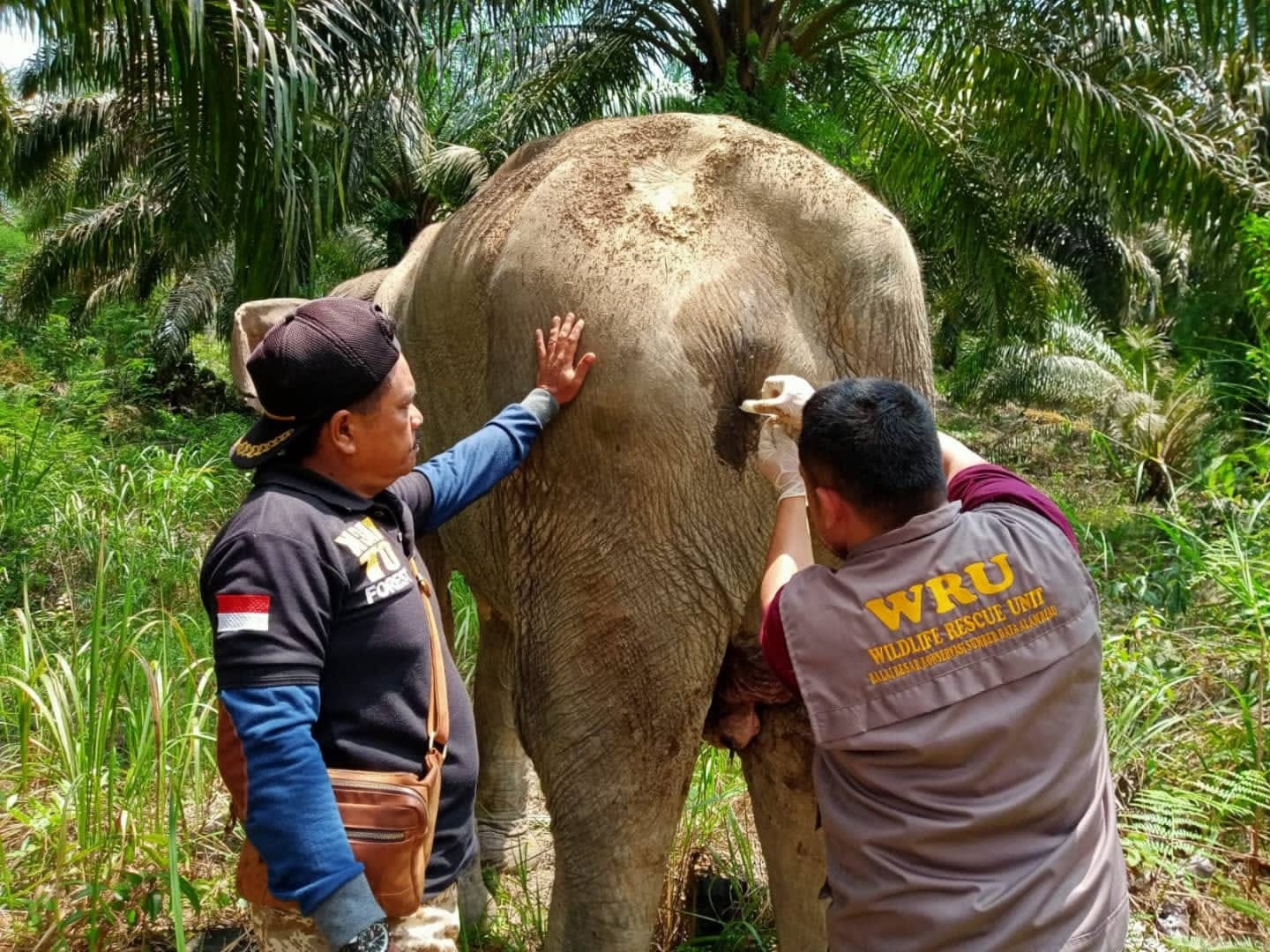 Anggota tim BBKSDA Riau dan Balai TNTN sedang mengobati seekor gajah liar yang sakit. 