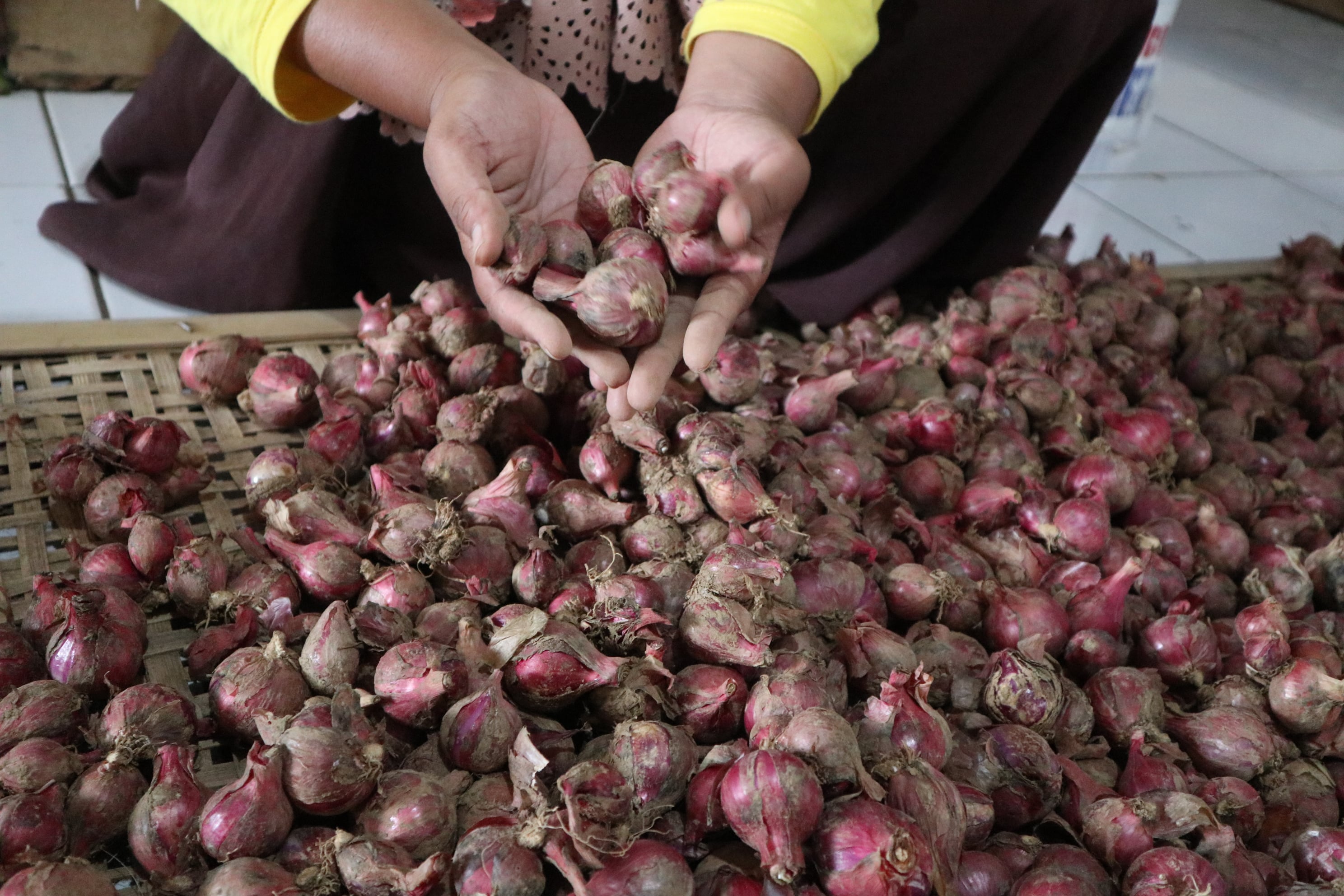 Petani menunjukan hasil panen bawang merah di Temanggung, Jawa Tengah.