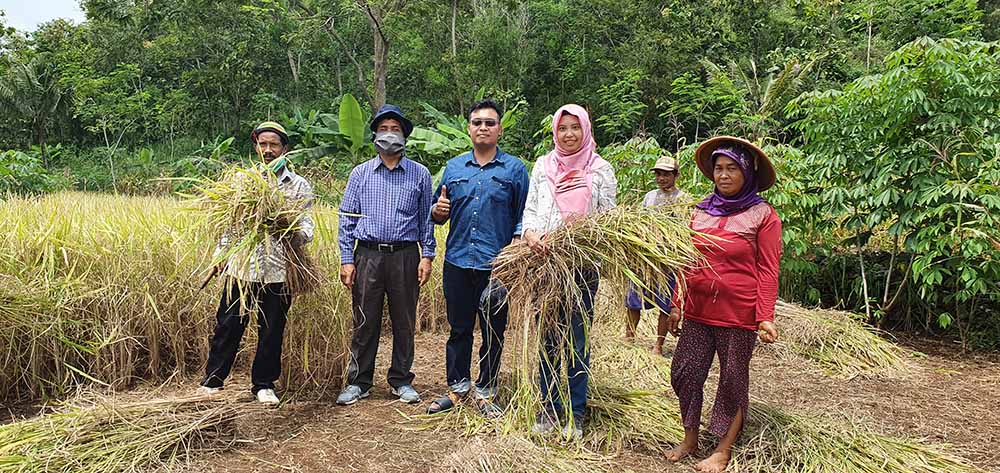 Koleksi tetua padi amfibi di Gunung Kidul.