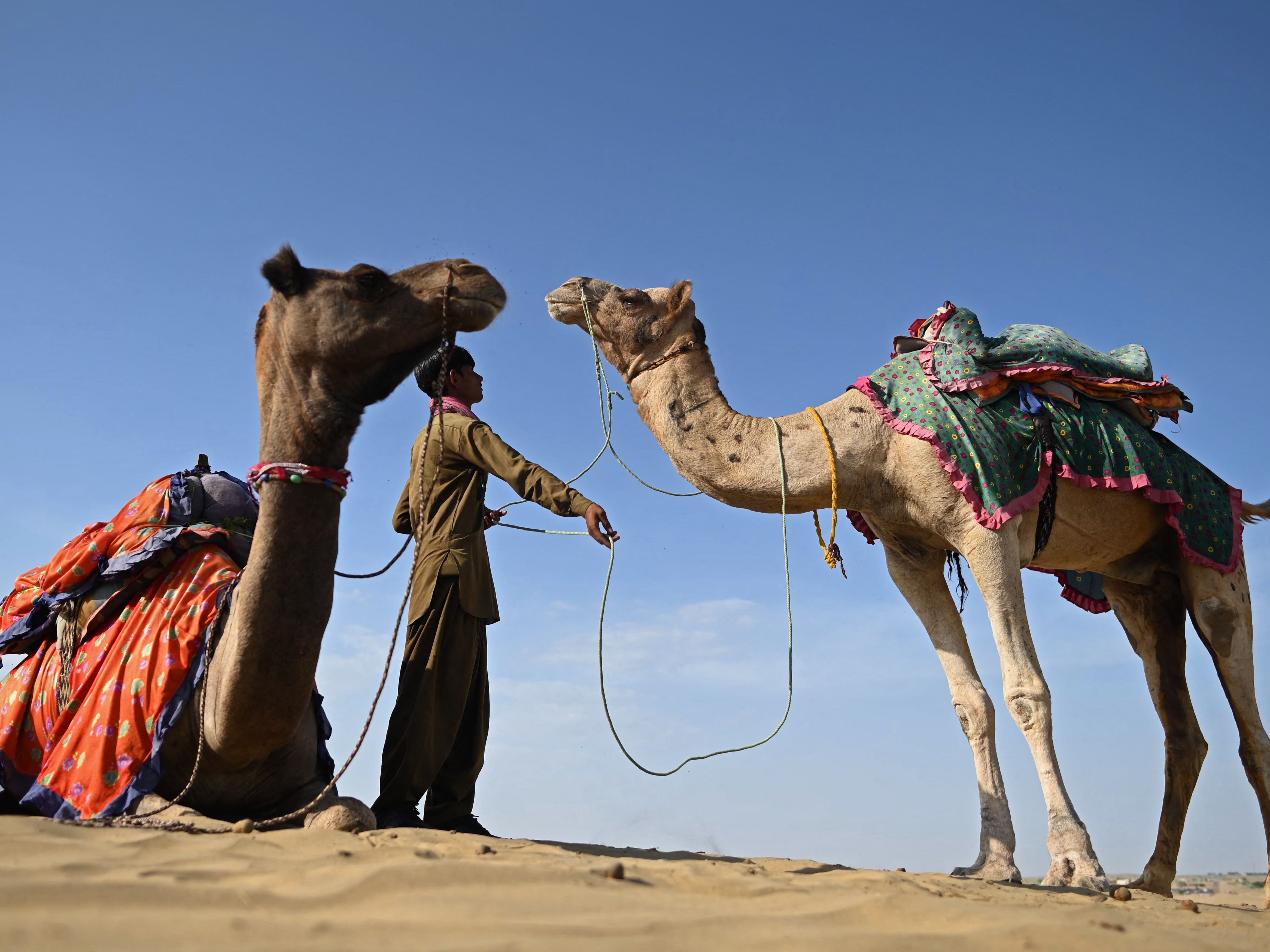 Seorang pemilik unta menunggu turis di bukit pasir Gurun Thar, desa Sam, negara bagian Rajasthan, India, Kamis (7/10).