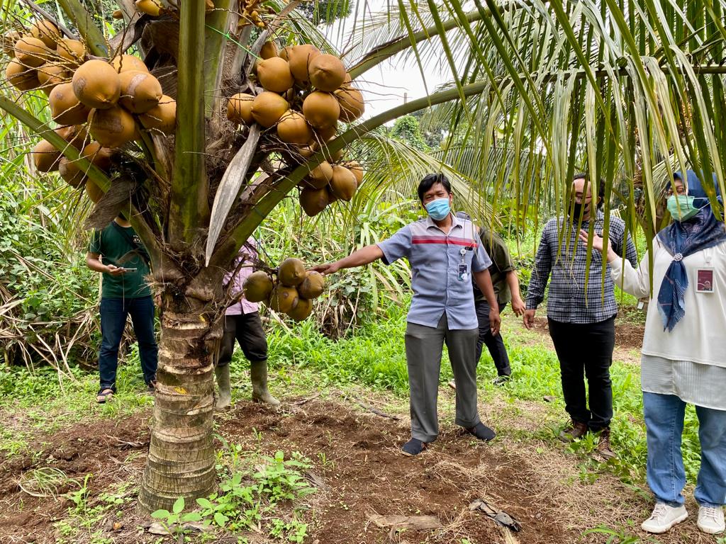Para peniliti dari Asosiasi Inventor Indonesia (AII) mengamati kelapa kopyor yang ditelitinya. 