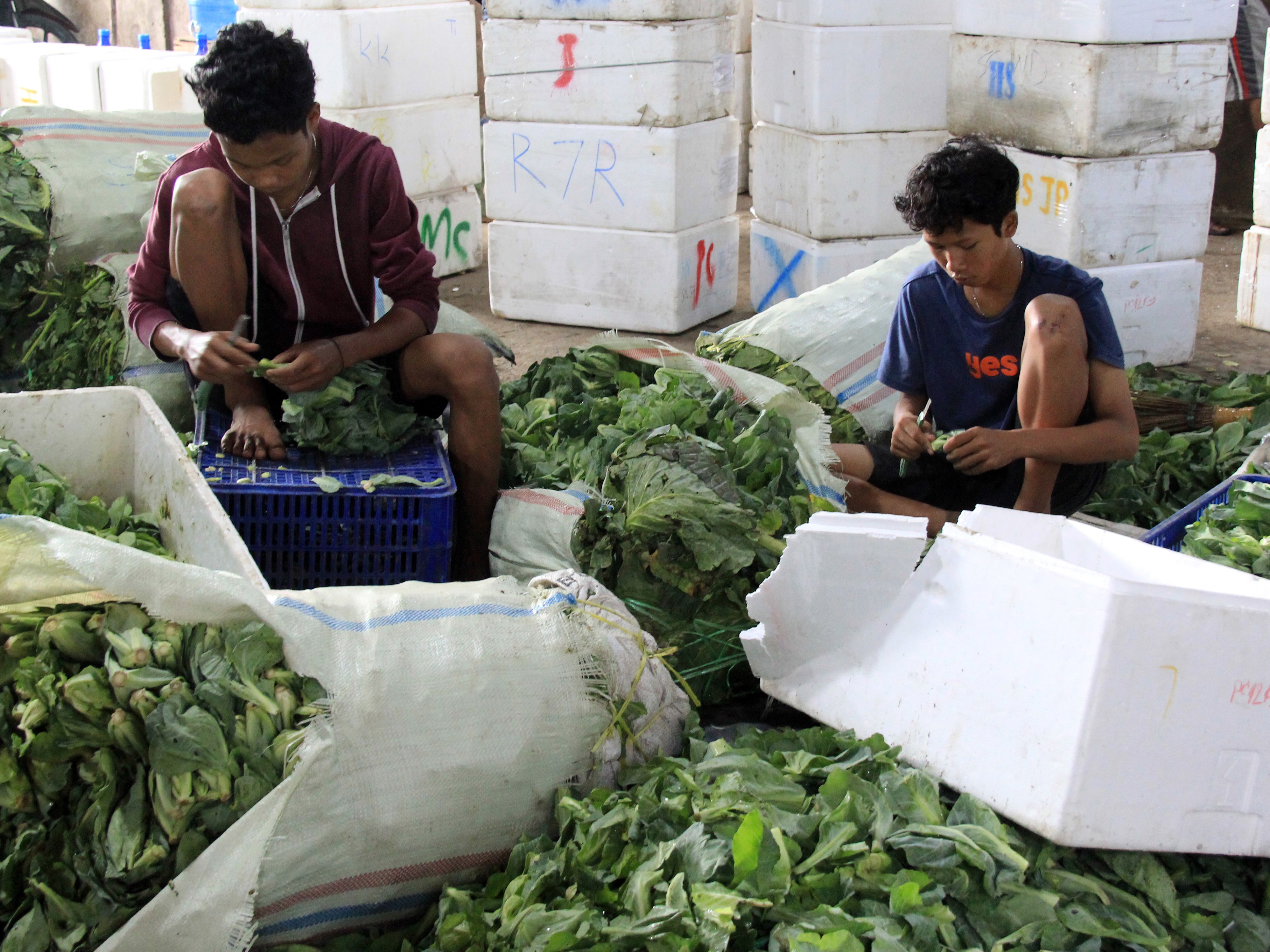 Pekerja memilah sayur baby kailan (Brassica oleracea) ke dalam kotak untuk diekspor ke Malaysia dari Pelabuhan Rakyat Sungai Dumai, Riau.