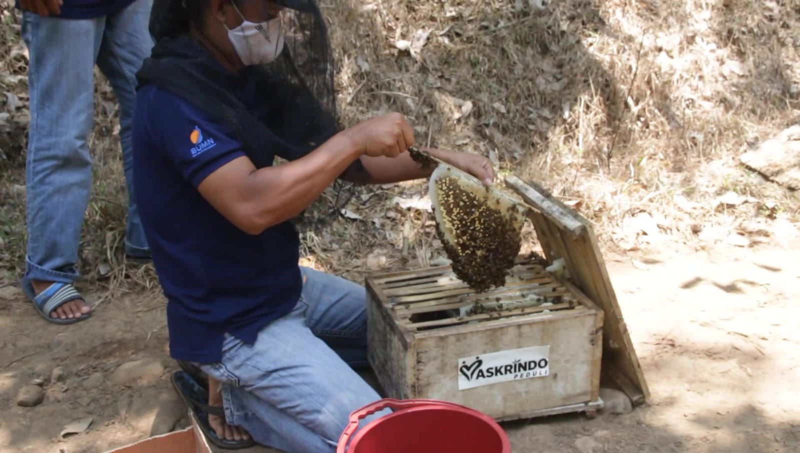 Apis cerana atau lebah madu jawa menjadi pengungkit kehidupan warga Alas Roban.