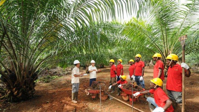 Aktivitas di areal perkebunan sawit milik Tunas Sawa Erma (TSE) Group.  