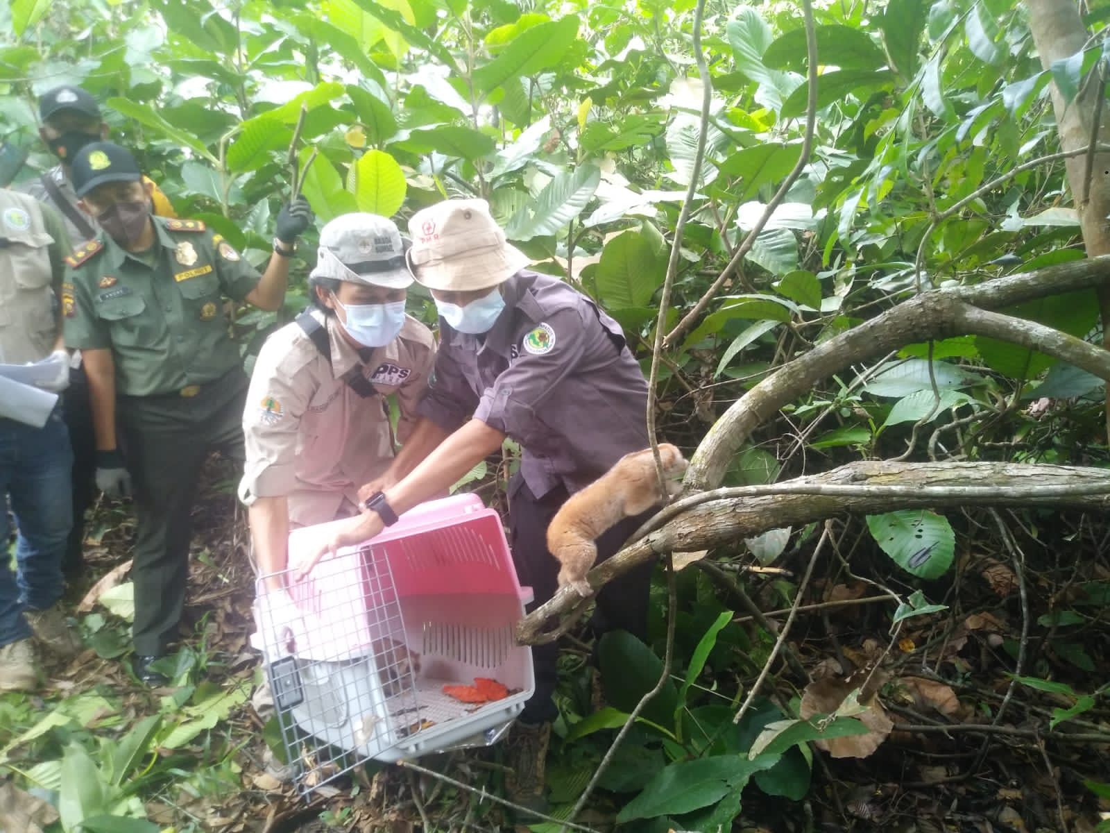 BKSDA Sumsel melepasliarkan delapan hewan dilindungi di Suaka Marga Satwa Padang Sugihan, Banyuasin, Sabtu (23/10).