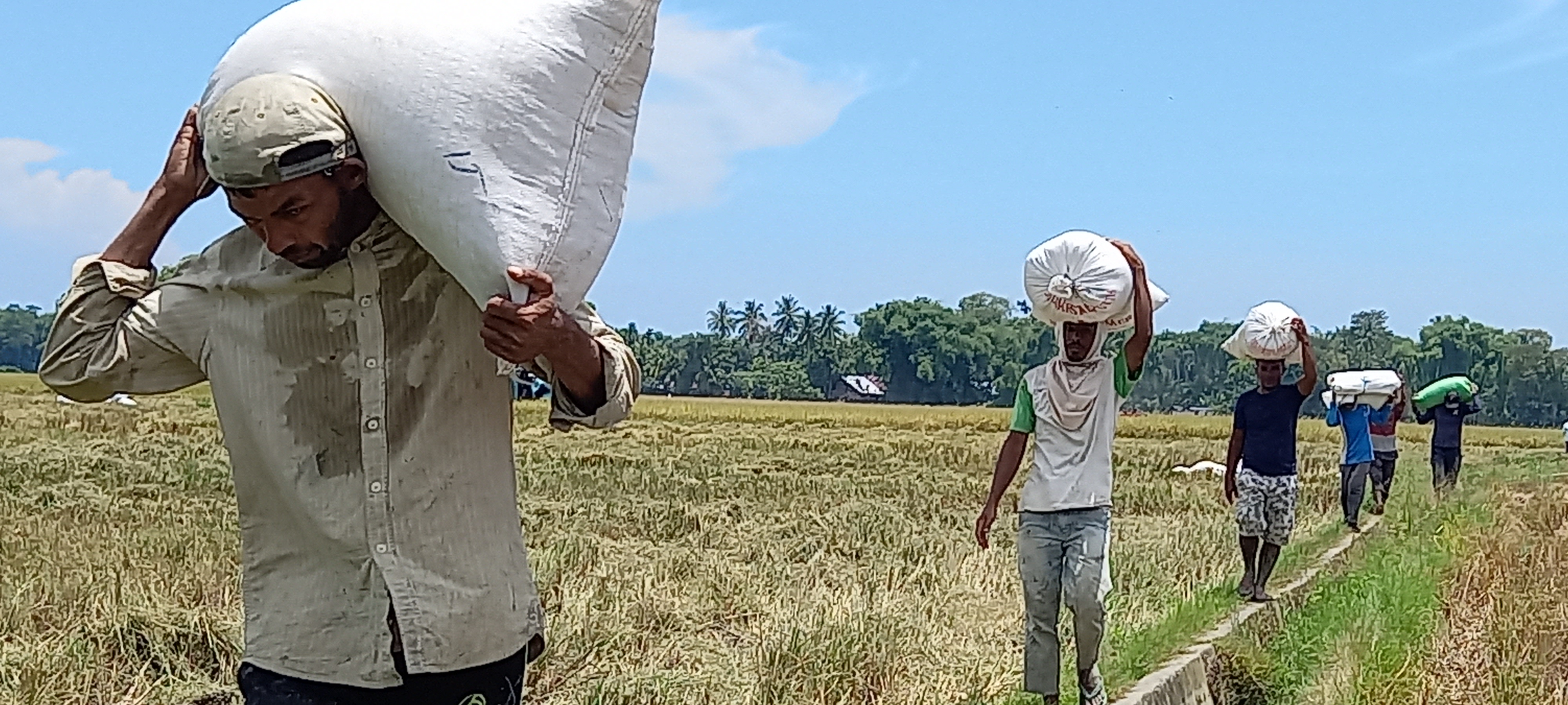 Pekerja mengangkut gabah padi hasil panen yang baru dipotong di Pidie, Aceh, Senin (4/10).