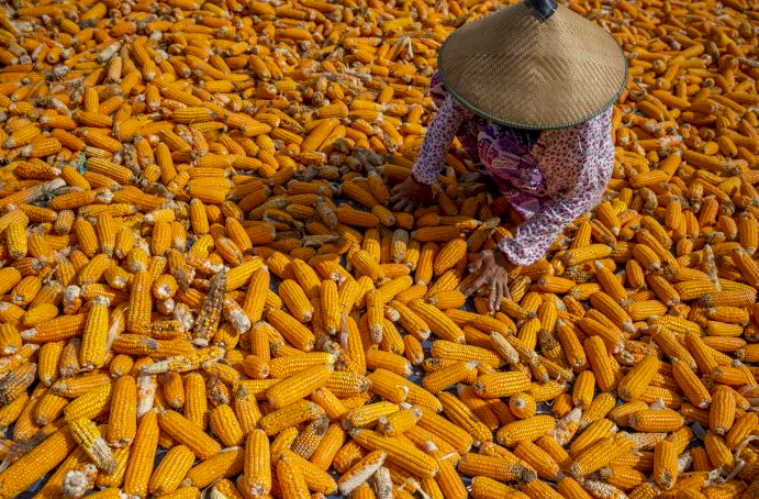 Petani di SIgi, Sulawesi Tengah menjemur jagung.