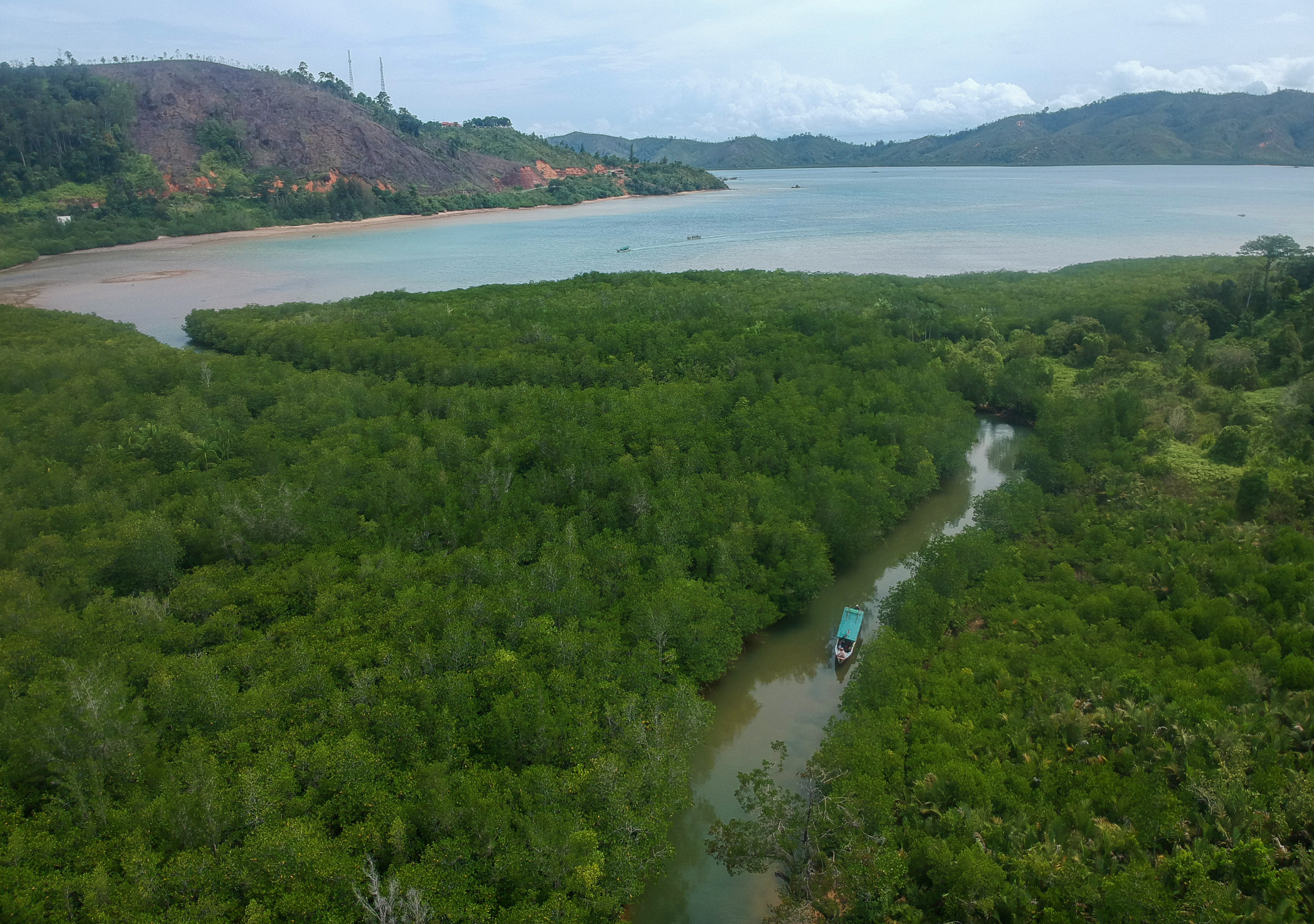 Hutan Mangrove Mandeh, Sumatra Barat.