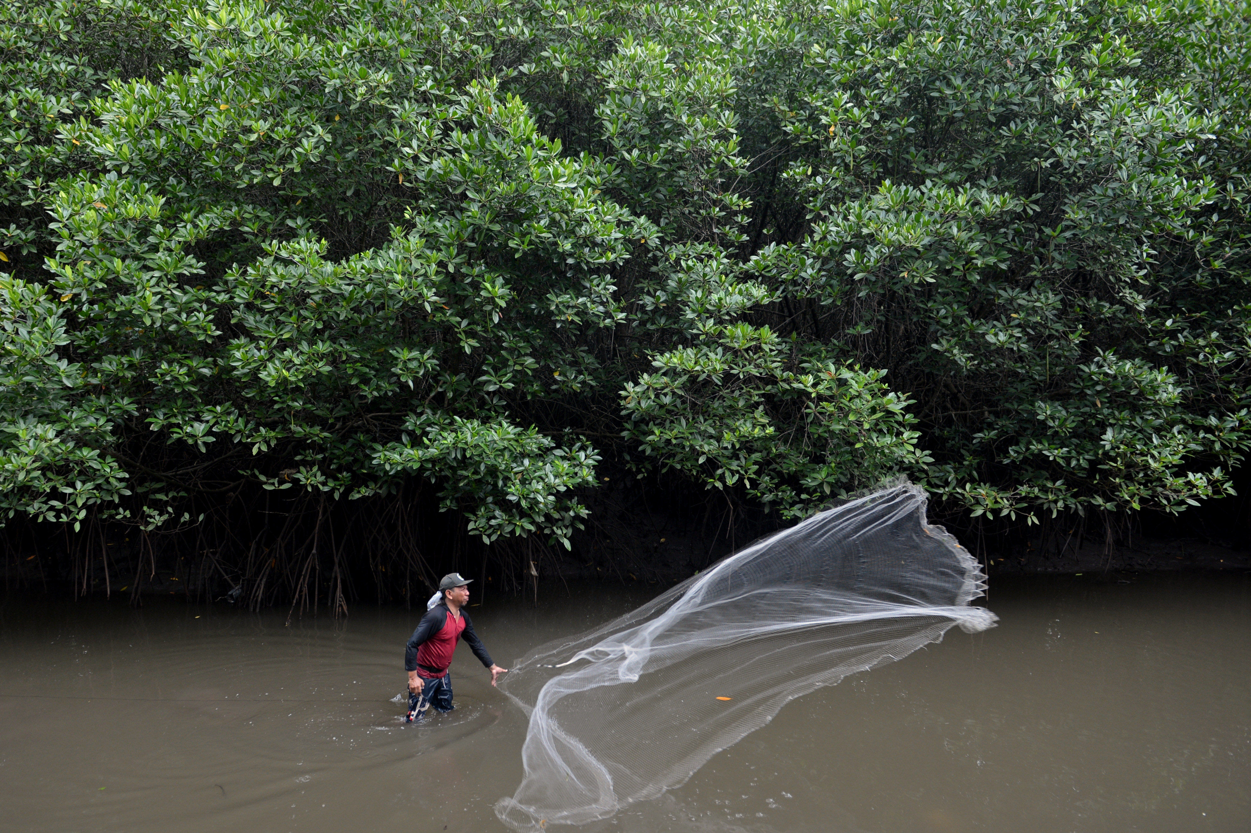 Warga menebar jala untuk mencari udang di kawasan hutan Mangrove Taman Hutan Raya (Tahura) Ngurah Rai, Bali.