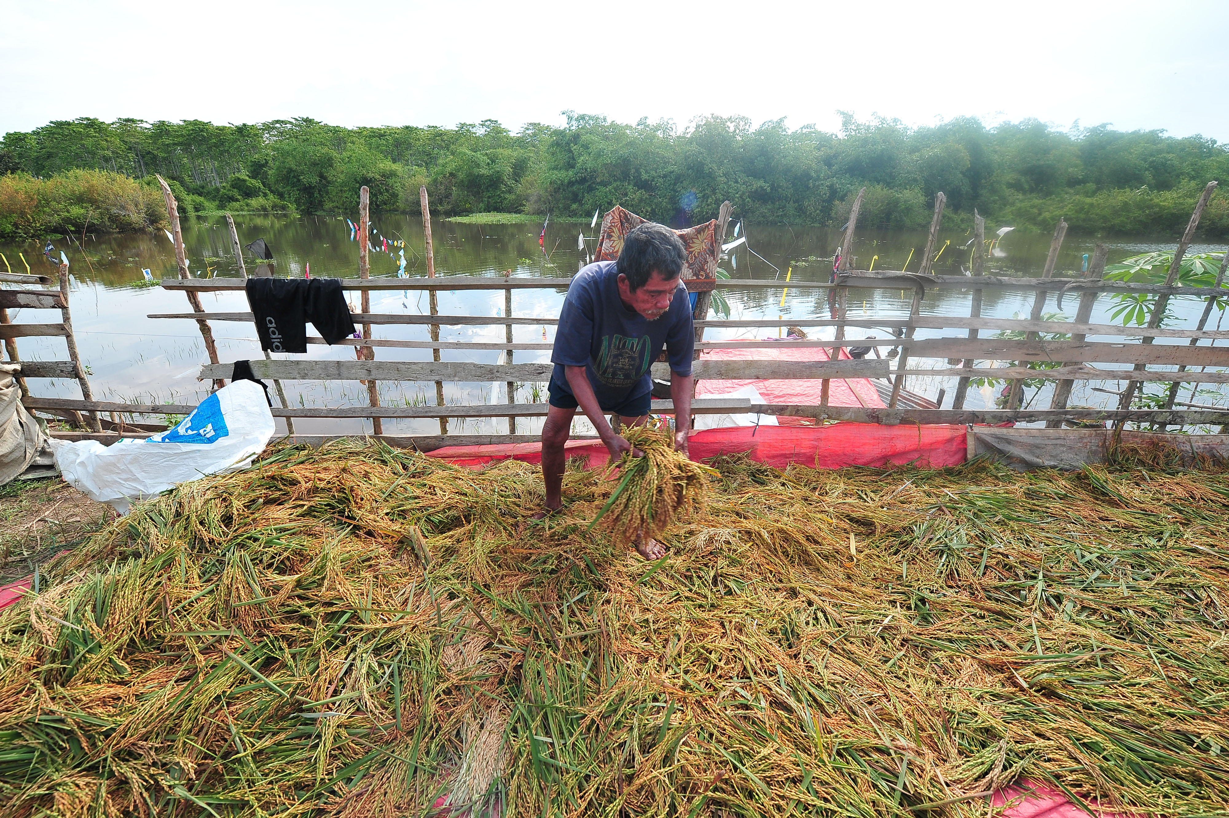 Ilustrasi: petani sedang memilah padi yang bisa diselamatkan akibat banjir.