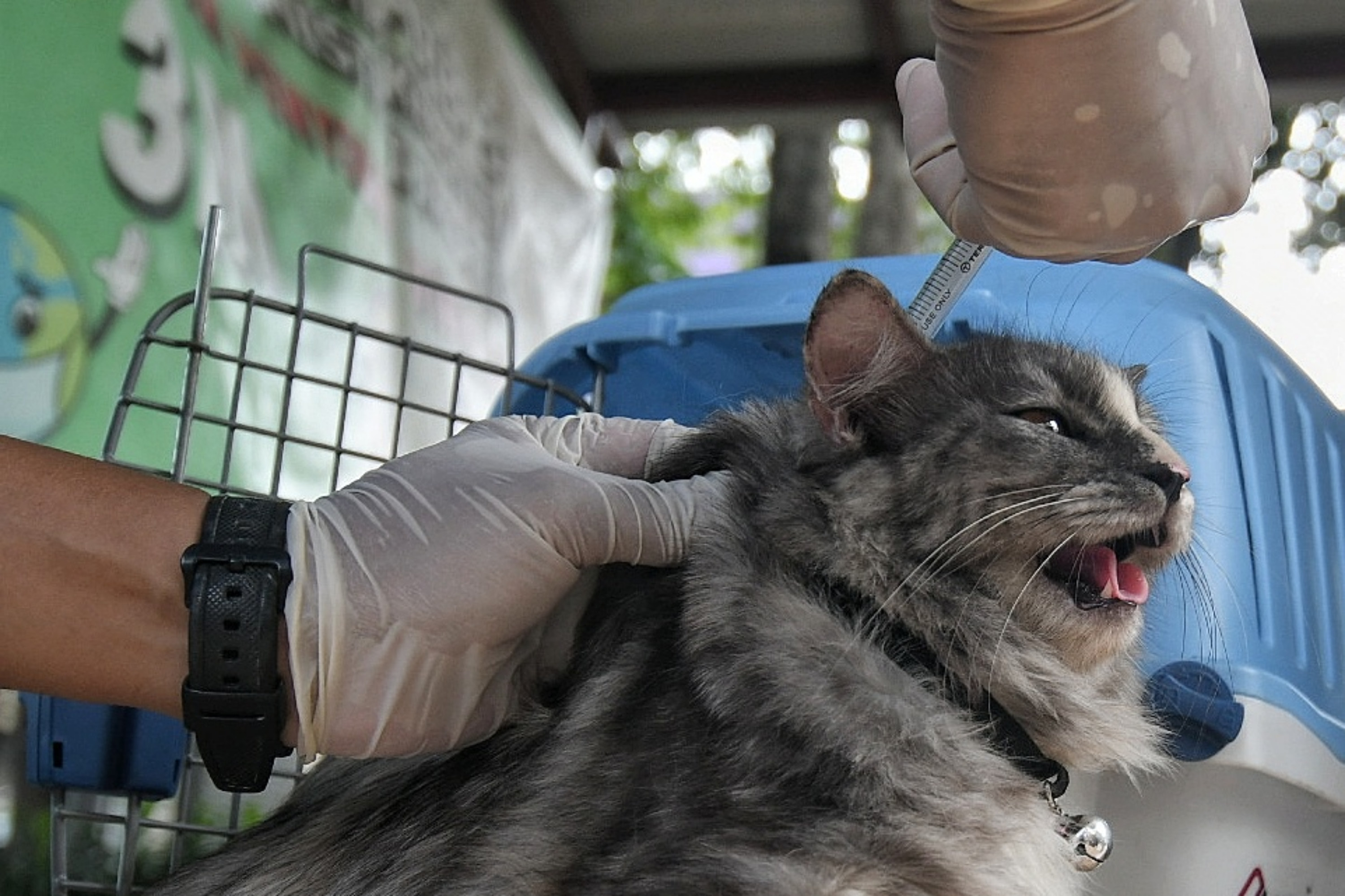 etugas kesehatan saat memberikan vaksin rabies pada hewan peliharaan milik warga di Kantor Kelurahan Kebon Baru, Jakarta.