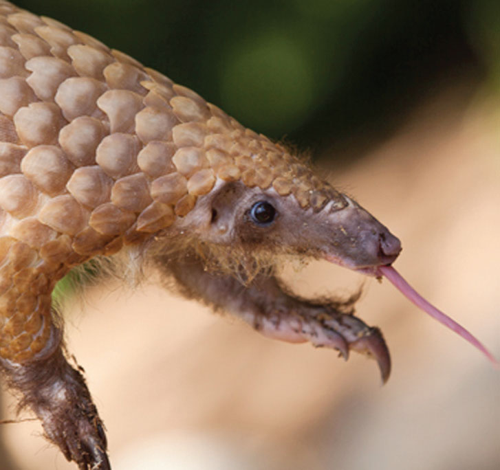 KLHK Gagalkan Penjualan 36,7 Kg Sisik Trenggiling dan 1 Buah Paruh Rangkong