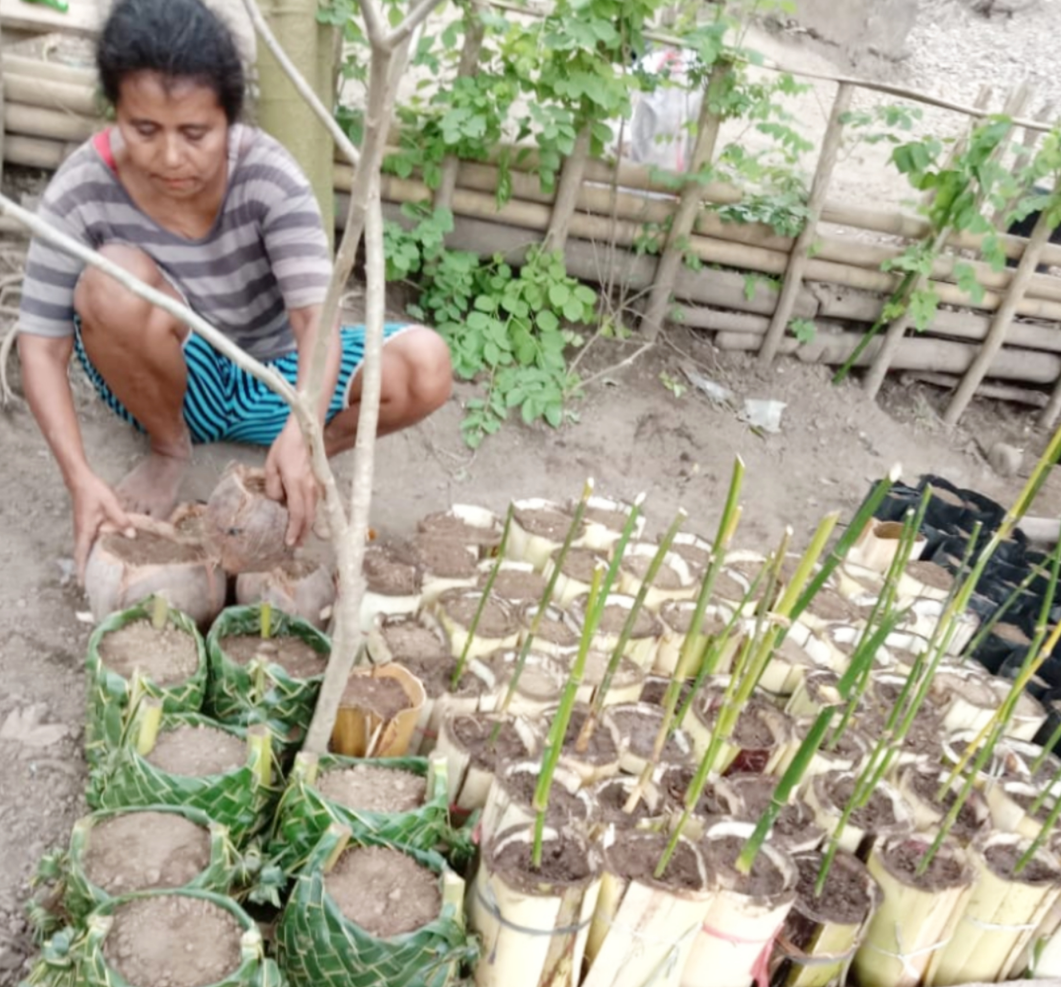 Hasil bibit anakan bambu yang dirawat dan ditanam oleh Ibu-ibu rumah tangga di Kabupaten Sikka, Nusa Tenggara Timur. 