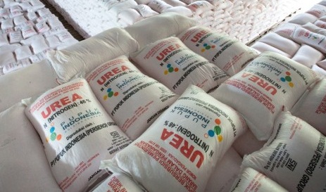 Pupuk Subsidi Tingkatkan Produktivitas Petani Di Sumatra Selatan