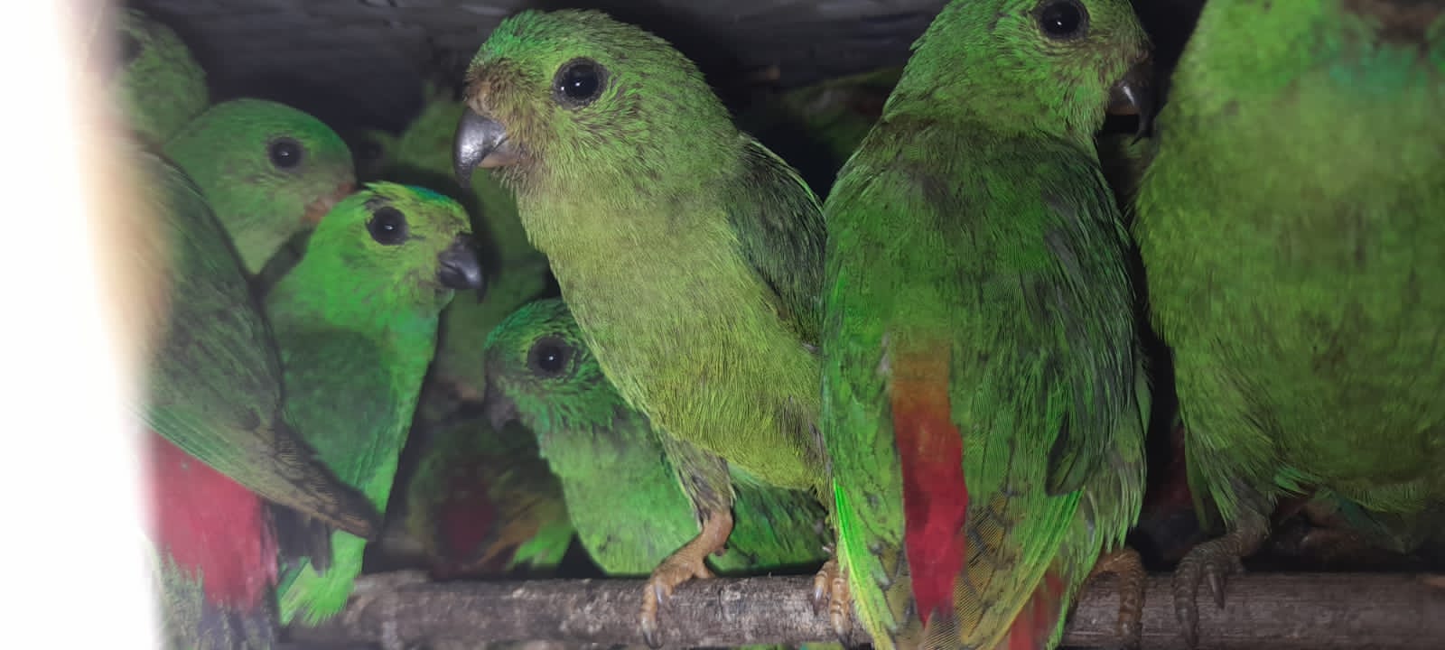 Sejumlah burung dilindungi yang akan diselundupkan ke Bangka Belitung