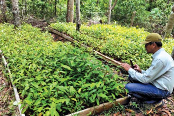 Kebun bibit desa penyuplai kebutuhan jangka benah.