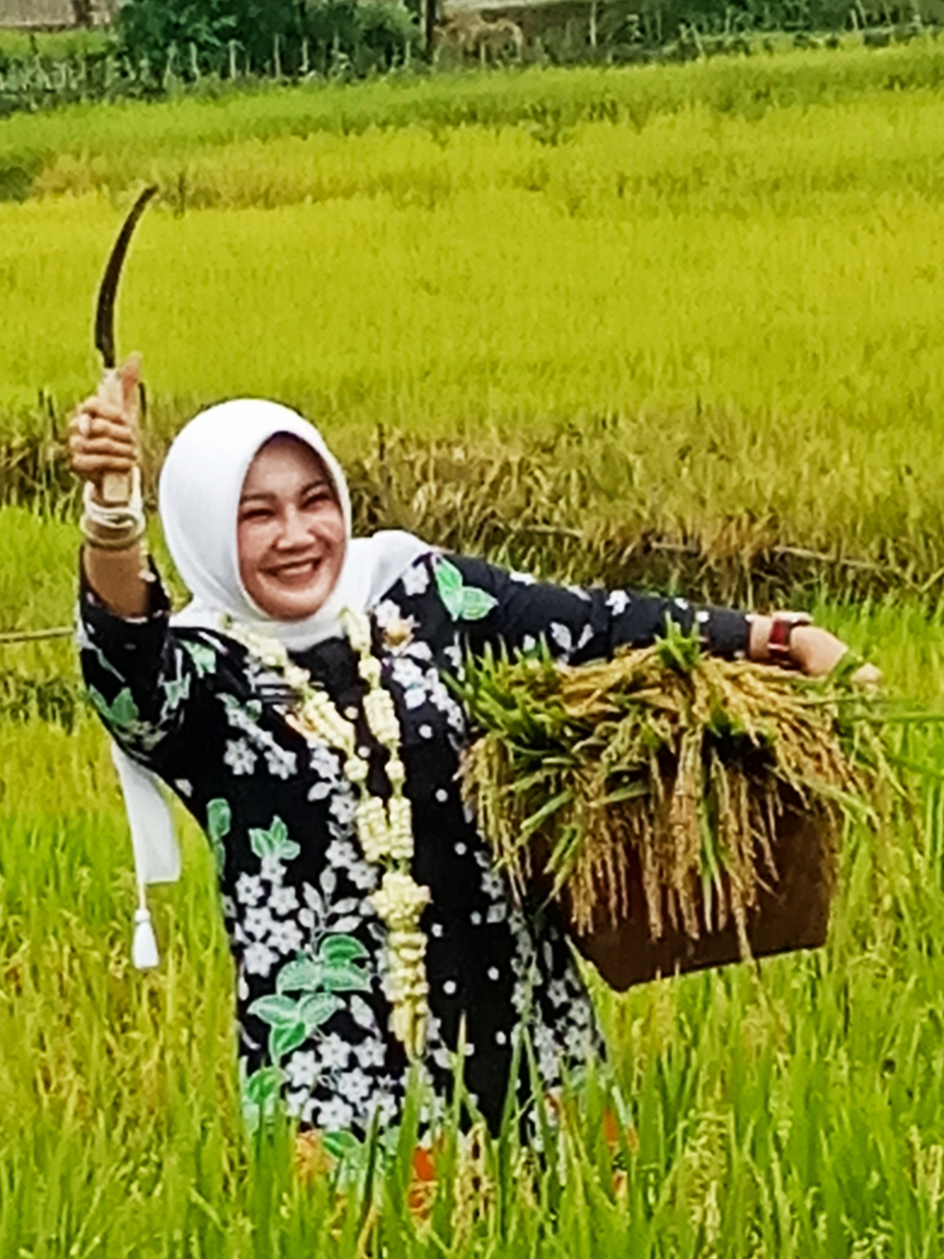 Bupati Klaten Sri Mulyani ikut memanen padi Rojolele Srinuk 