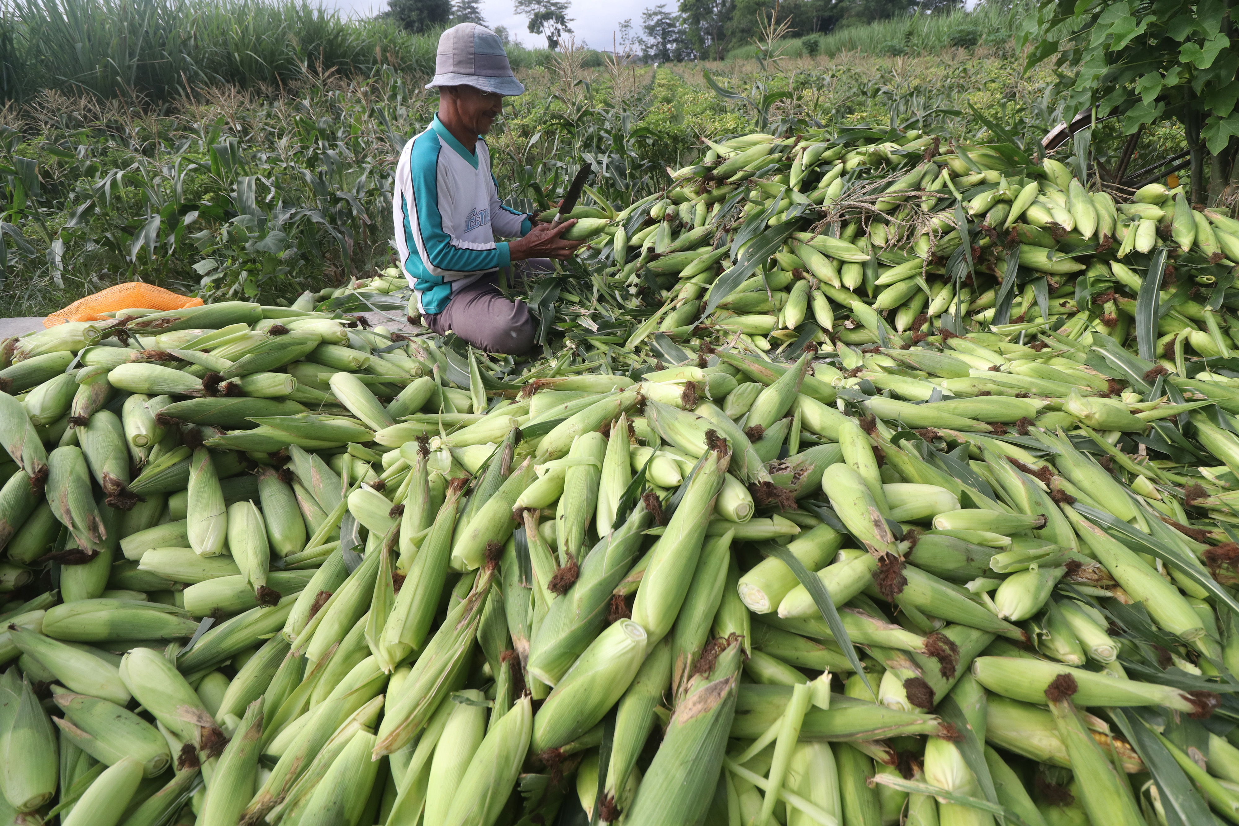 Kementan: Stok Jagung Nasional Diperkuat di Sentra Produksi