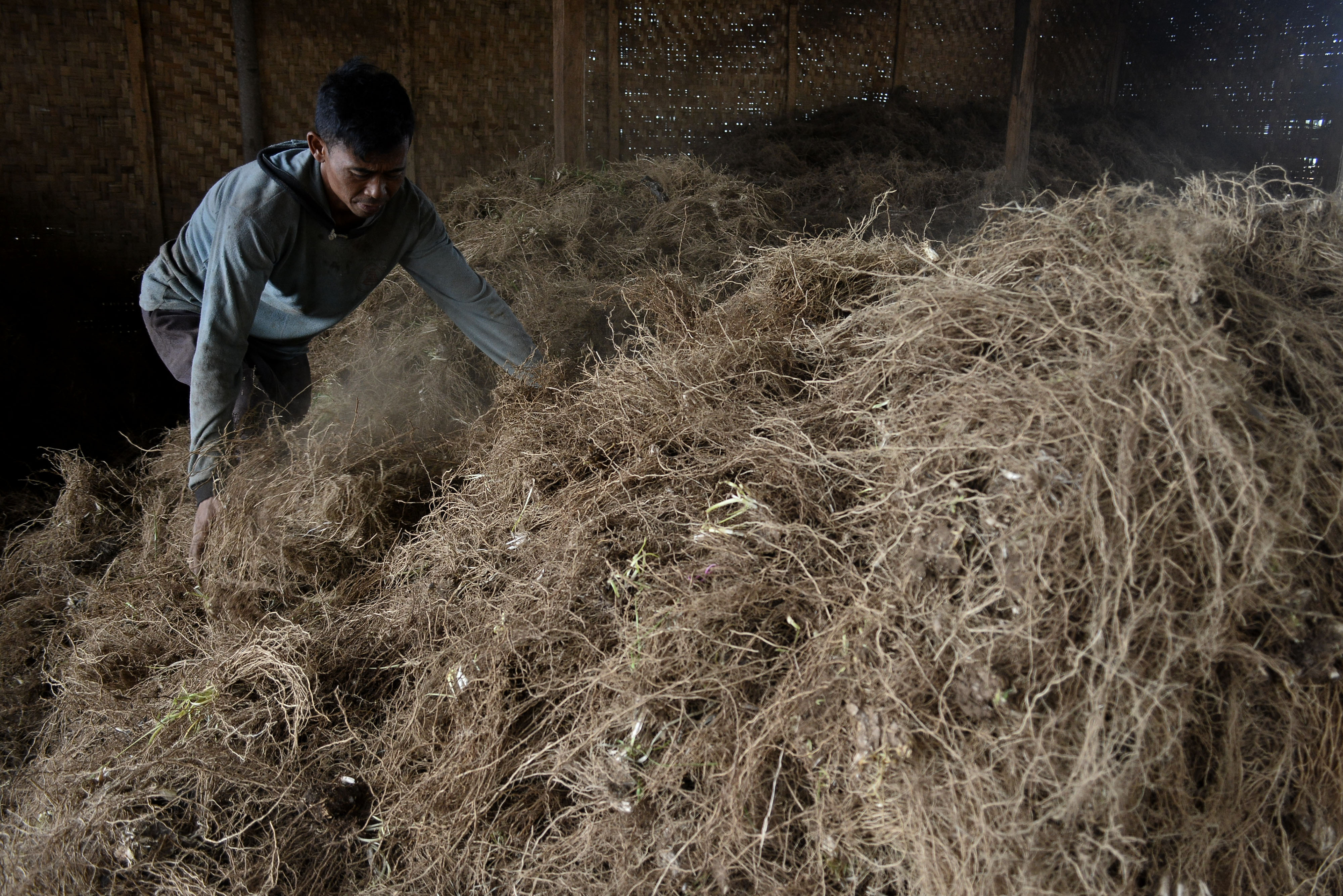  Pekerja menyortir tanaman akar wangi sebelum proses penyulingan menjadi minyak di Samarang, Kabupaten Garut, Jawa Barat, Kamis (19/11/2020)