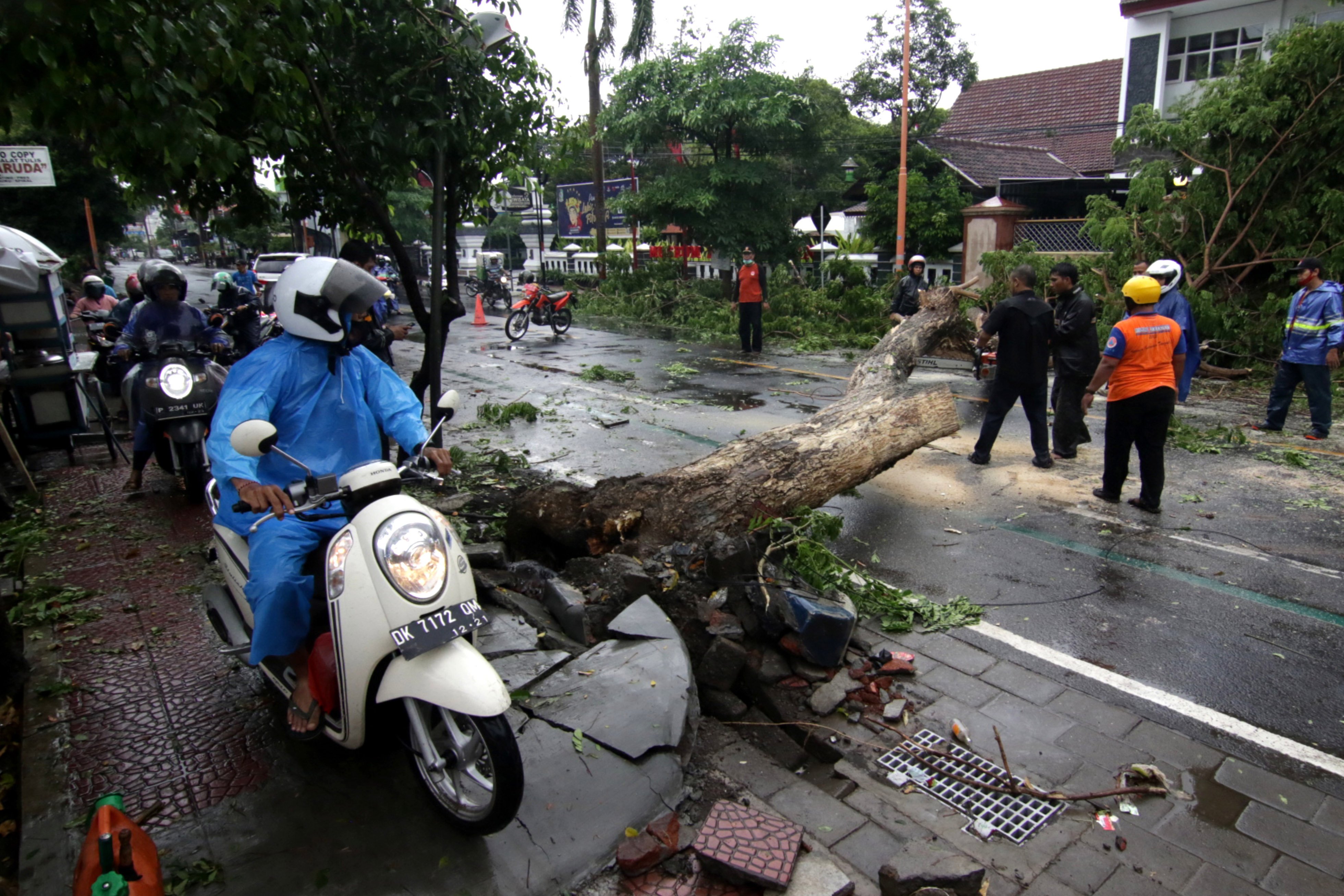 ANGIN KENCANG: Pengendara sepeda motor melintasi trotoar saat Petugas BPBD memotong pohon tumbang di Banyuwangi, Jawa Timur.