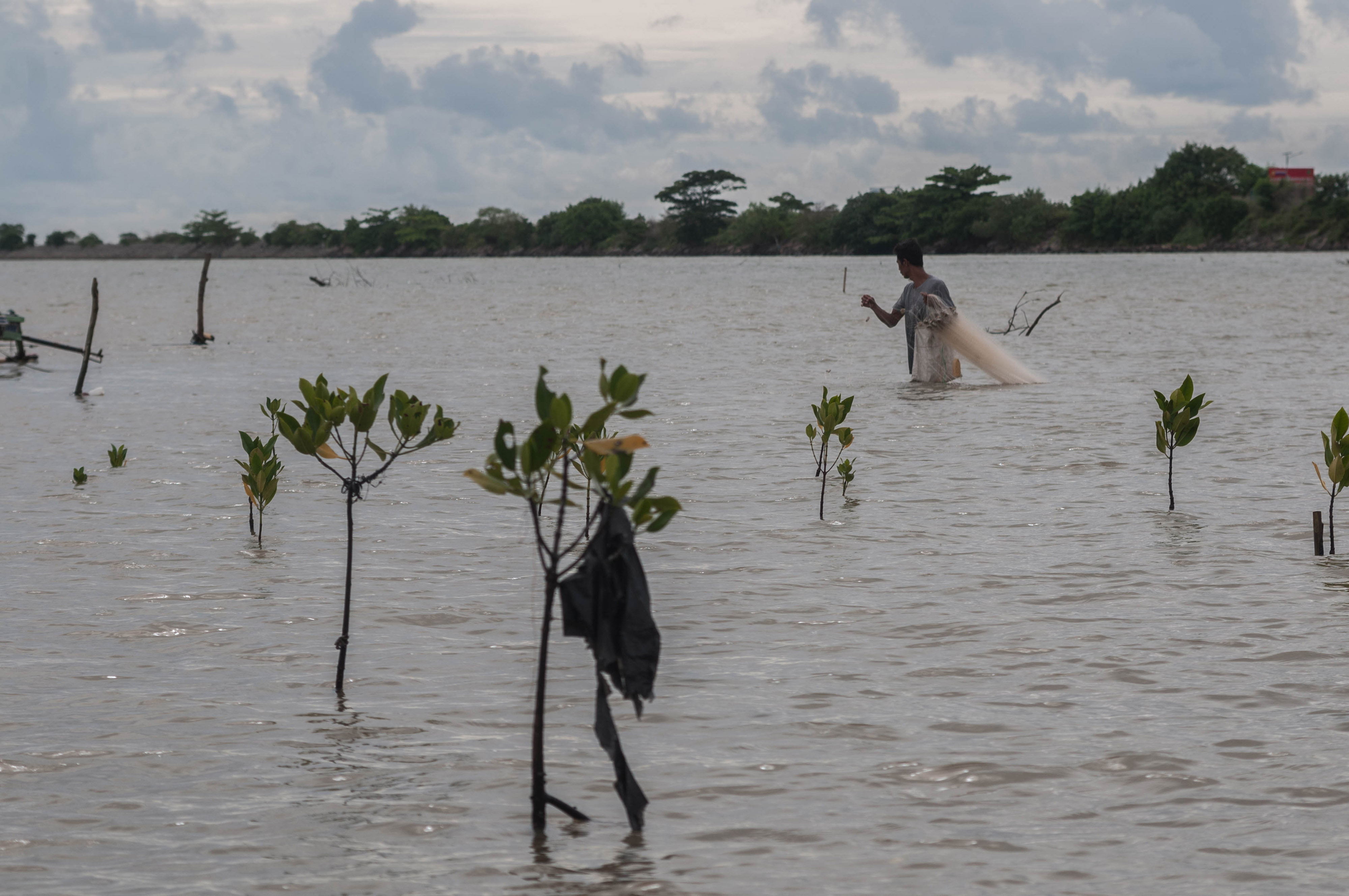 Warga menjala ikan di sekitar bibit mangrove yang ditanam di Pandeglang, Banten, Sabtu (13/11/2021)