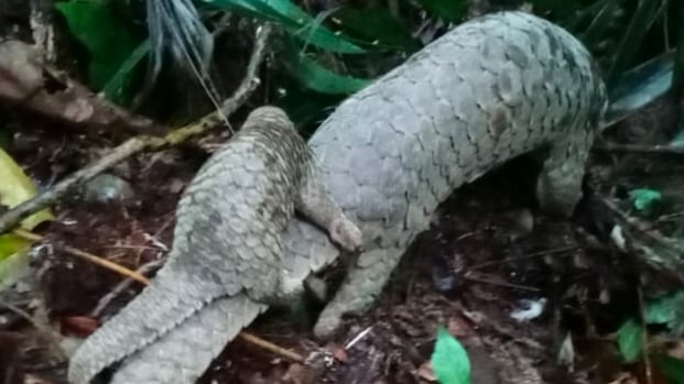 Ilustrasi trenggiling