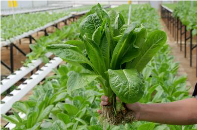 Sayuran selada Romaine di kebun Salad Point ID