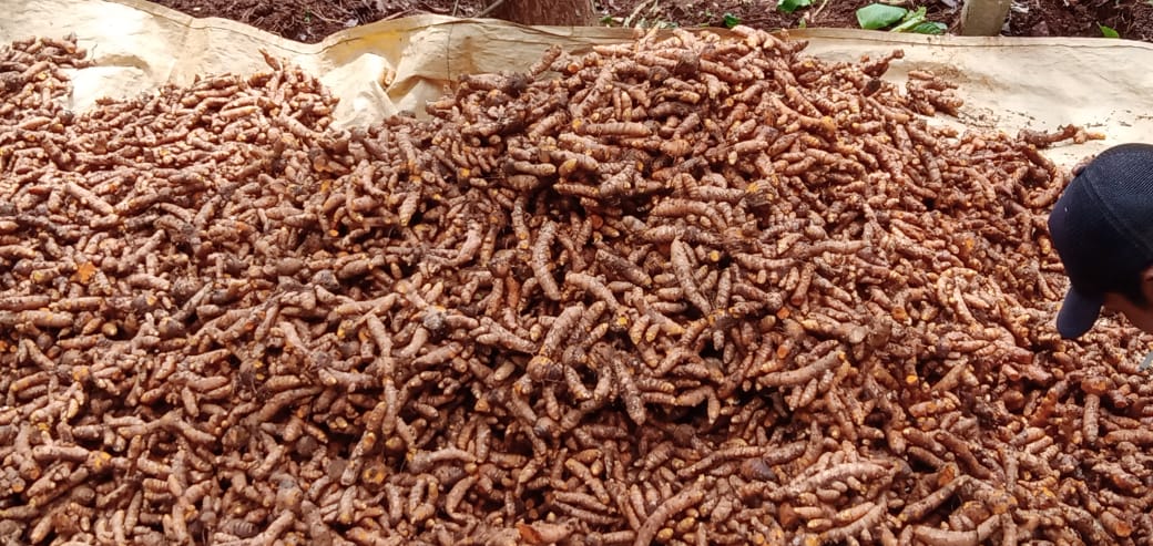 Kunyit yang dikenal sebagai bumbu dapur banyak diminati pasar dalam negeri maupun luar negeri.