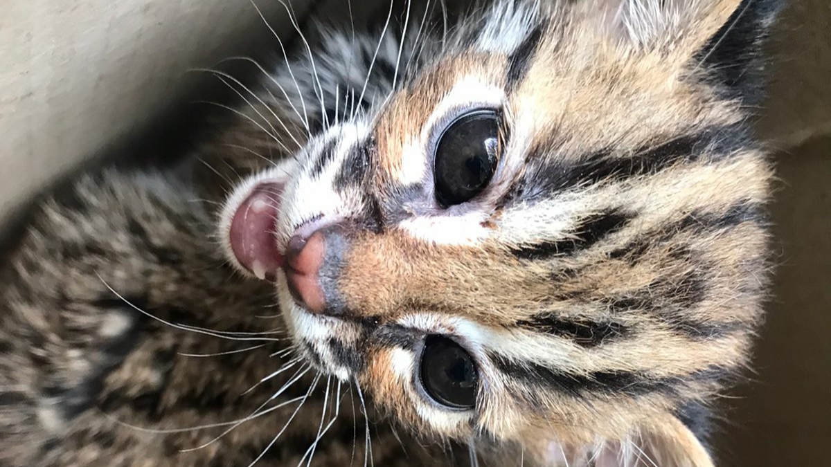 Kucing kuwuk (prionailurus bengalensis).  