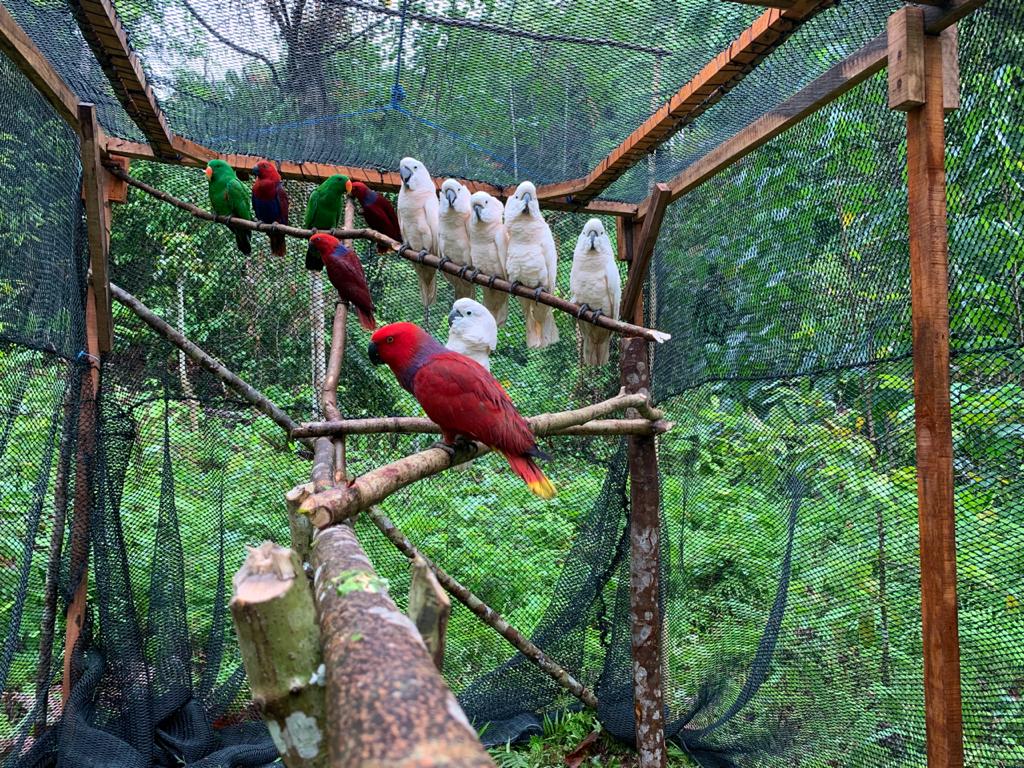 BKSDA Maluku Lepasliarkan 14 Satwa Endemik