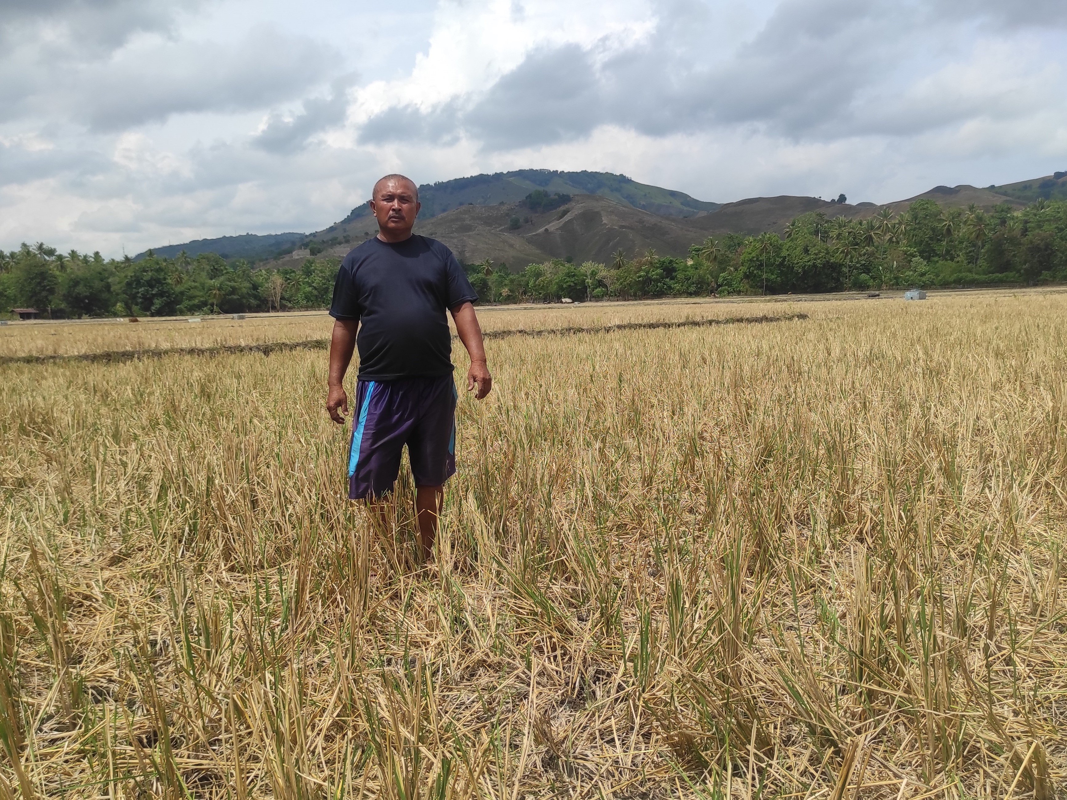 Cerita Petani Harus Tempuh 117 Km demi Peroleh Pupuk
