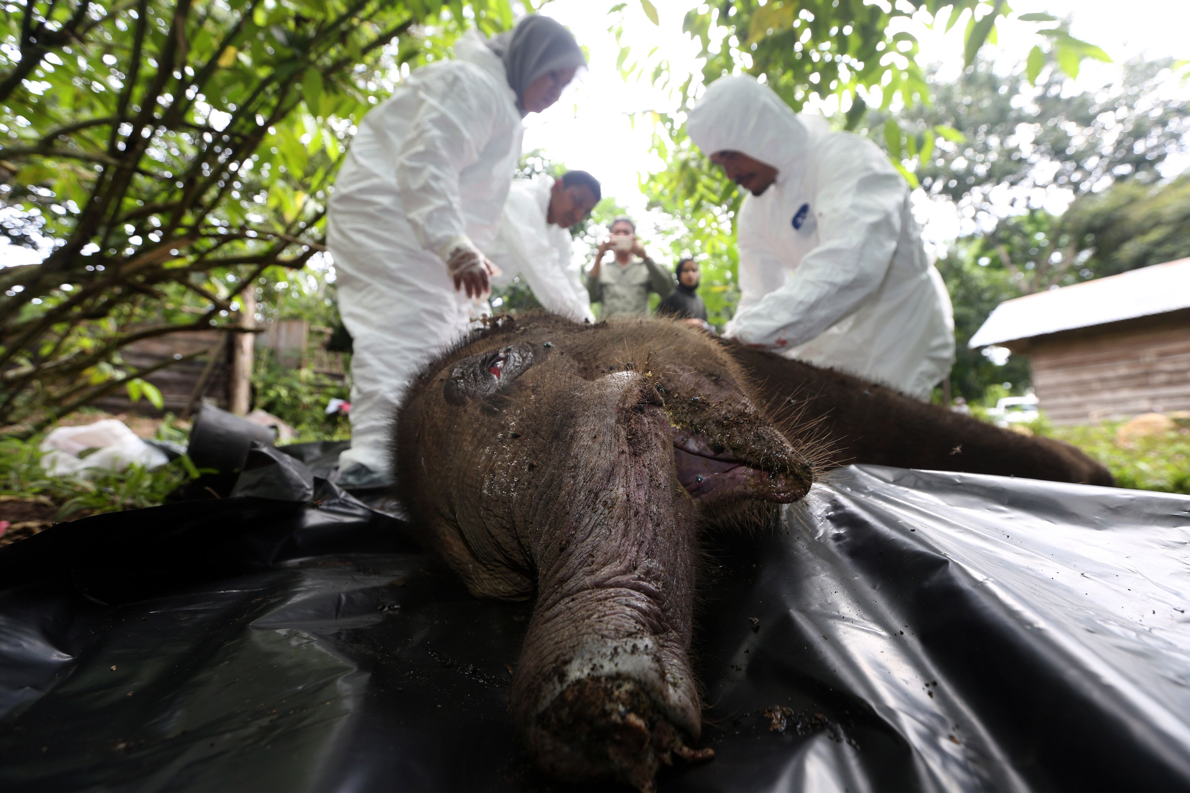 Petugas BKSDA Aceh melakukan proses nekropsi bangkai anak gajah sumatera liar di Pusat Latihan Gajah (PLG) Saree, Aceh, Selasa (16/11/2011)