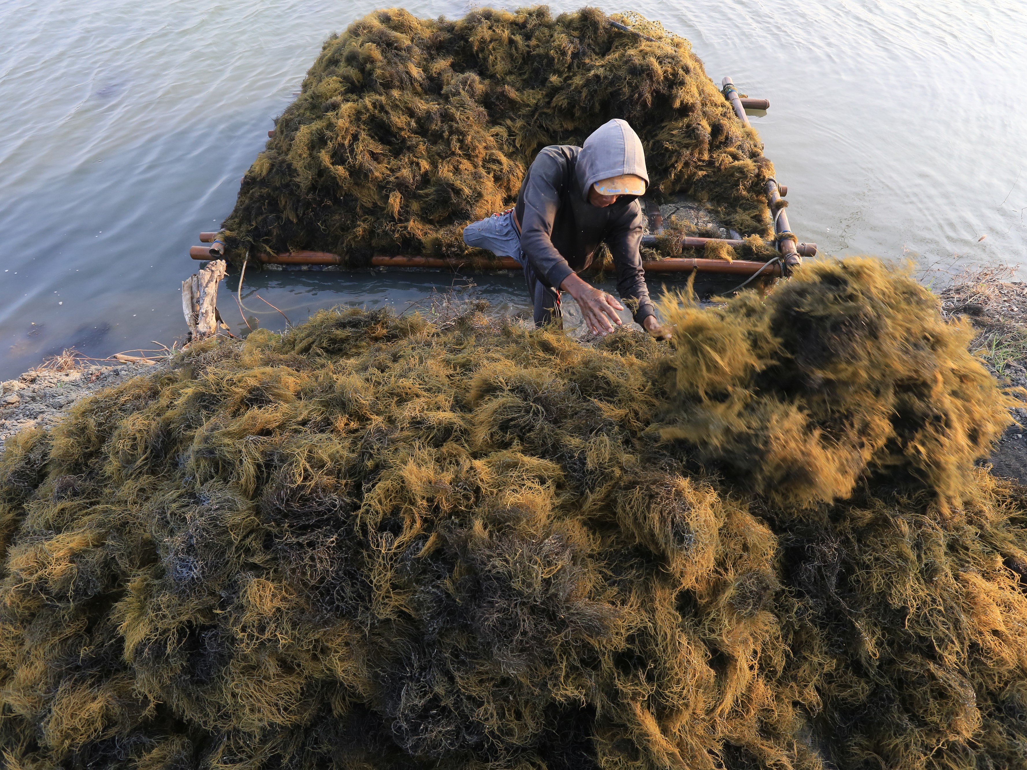 Petani memanen rumput laut jenis Glacilaria sp di Desa Pabean udik, Indramayu, Jawa Barat, Selasa (5/10/2021). 