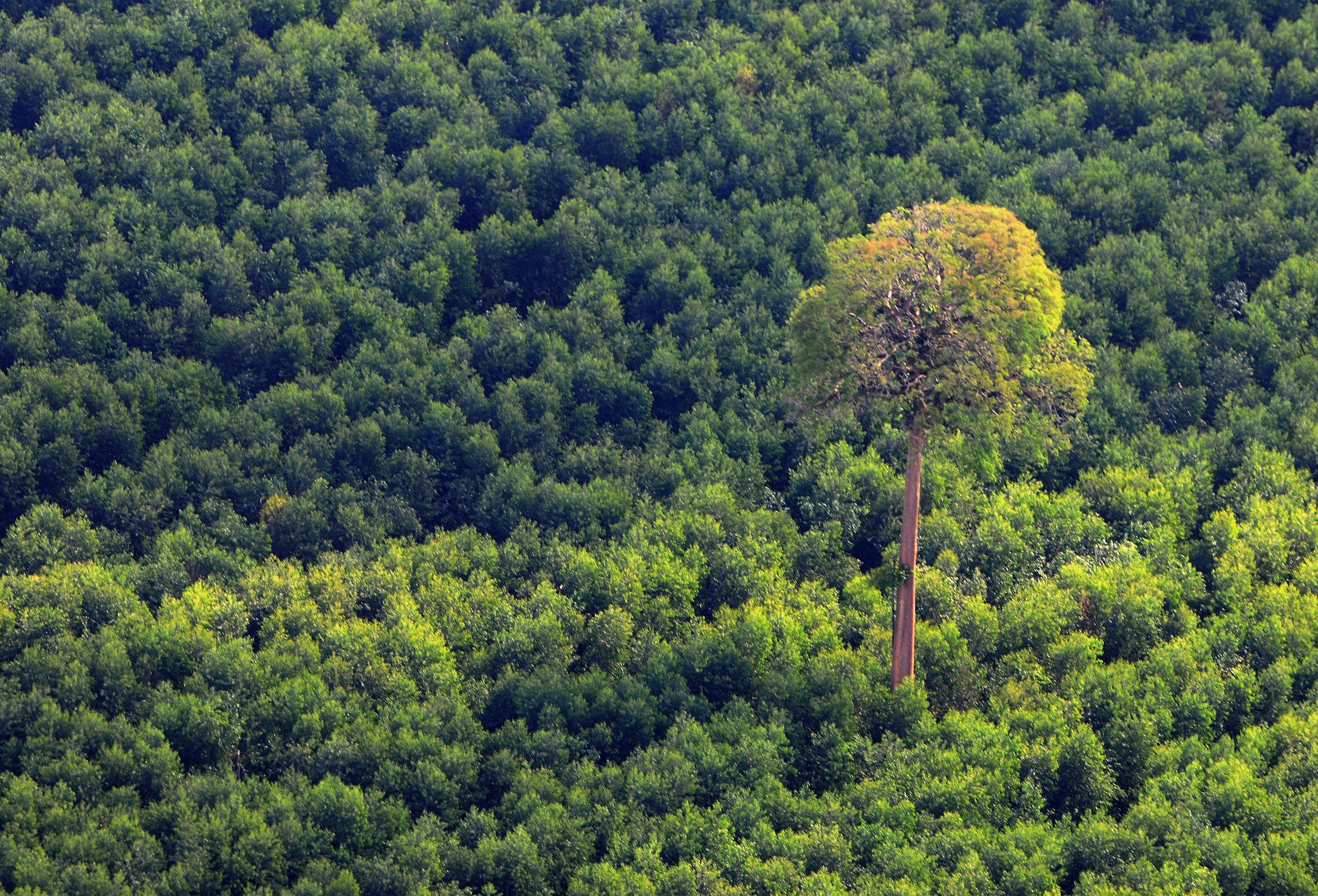 INDUSTRI KEHUTANAN: KLHK menekankan agar setiap perusahaan industri kehutanan mengutamakan konsep keberlanjutan.