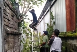 Petugas dari Tim Respon Cepat Desa Sumerta Klod, Denpasar Timur memangkas pohon hingga ke gang-gang untuk mencegah pohon tumbang 