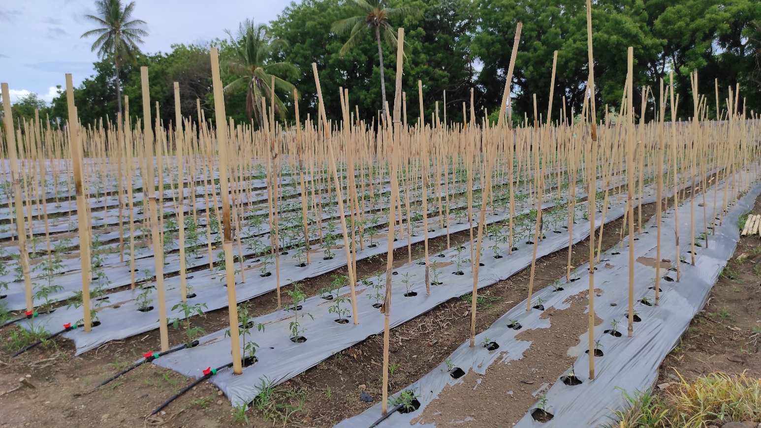 Lahan tanaman holtikultura Moeda Tani Farm di Kabupaten Sikka, Nusa Tenggara Timur.
