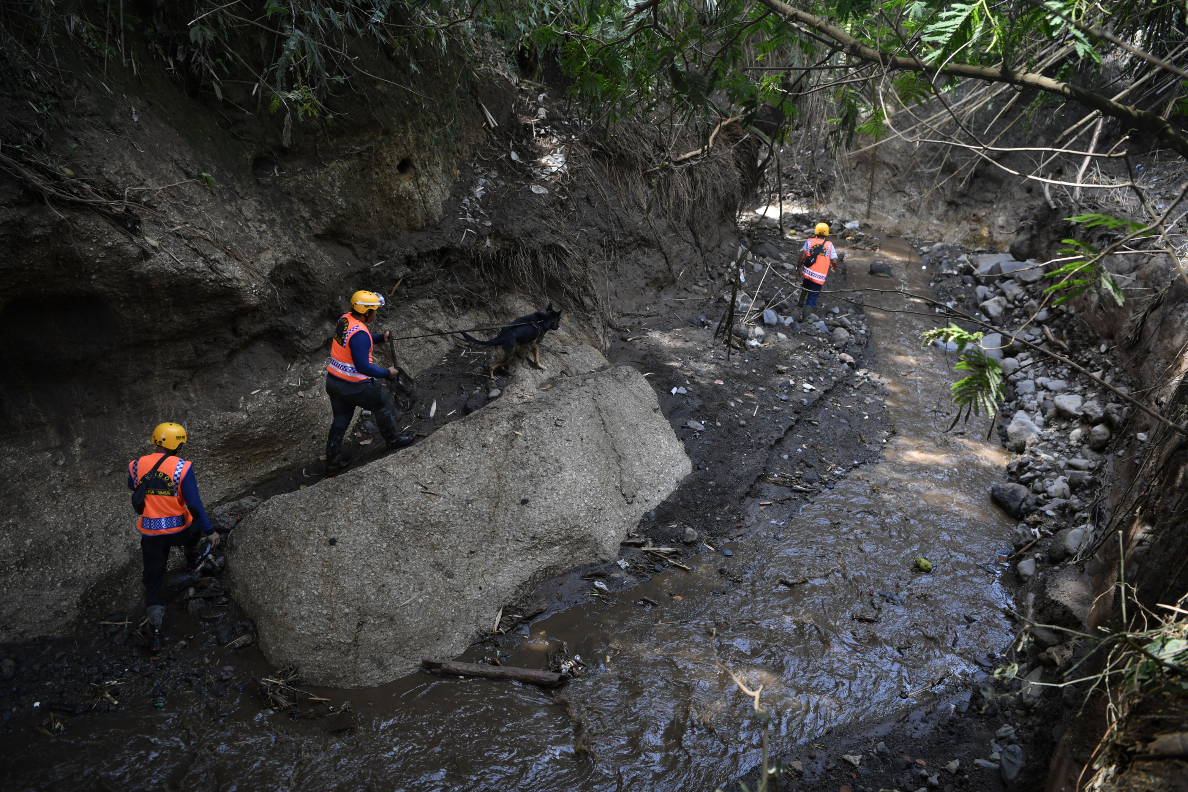  Tim SAR Dog Jawa Timur melakukan pencarian korban banjir bandang di Sungai Anak Kali Brantas, Kota Batu, Jawa Timur, Sabtu (6/11/2021)