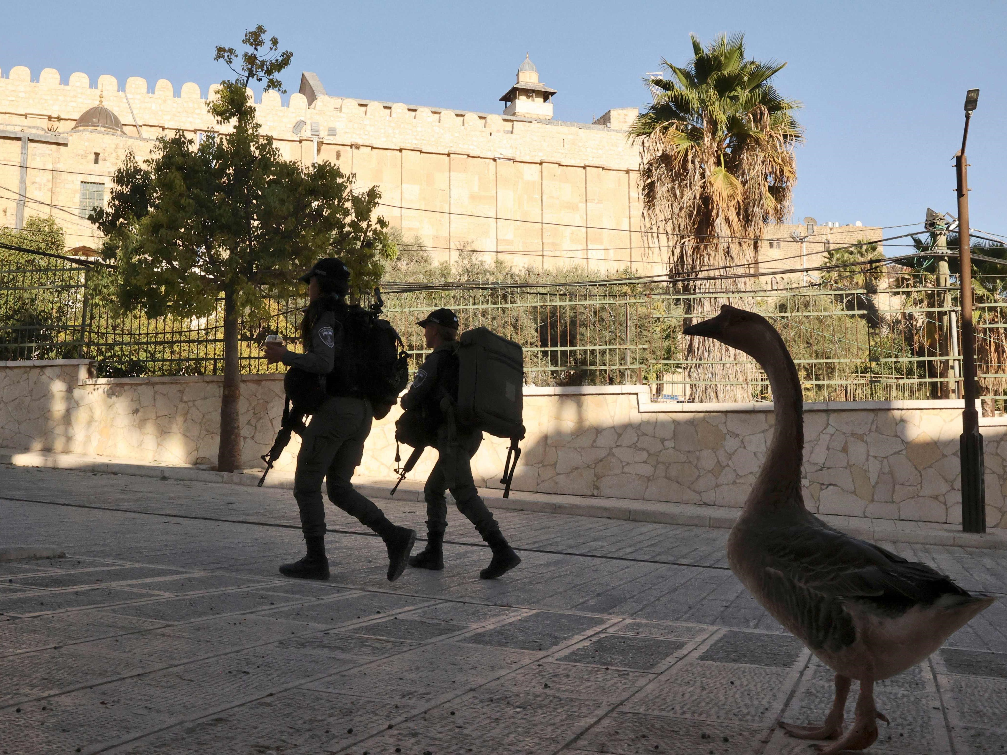 Penjaga perbatasan Israel berjalan melewati seekor angsa di kota Palestina Hebron pada 9 November 2021.