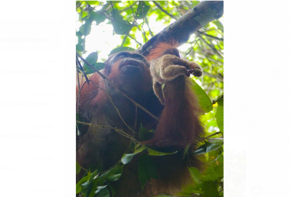 Seekor orangutan jantan bernama Molong telah menangkap seekor kukang dan akan memakannya.