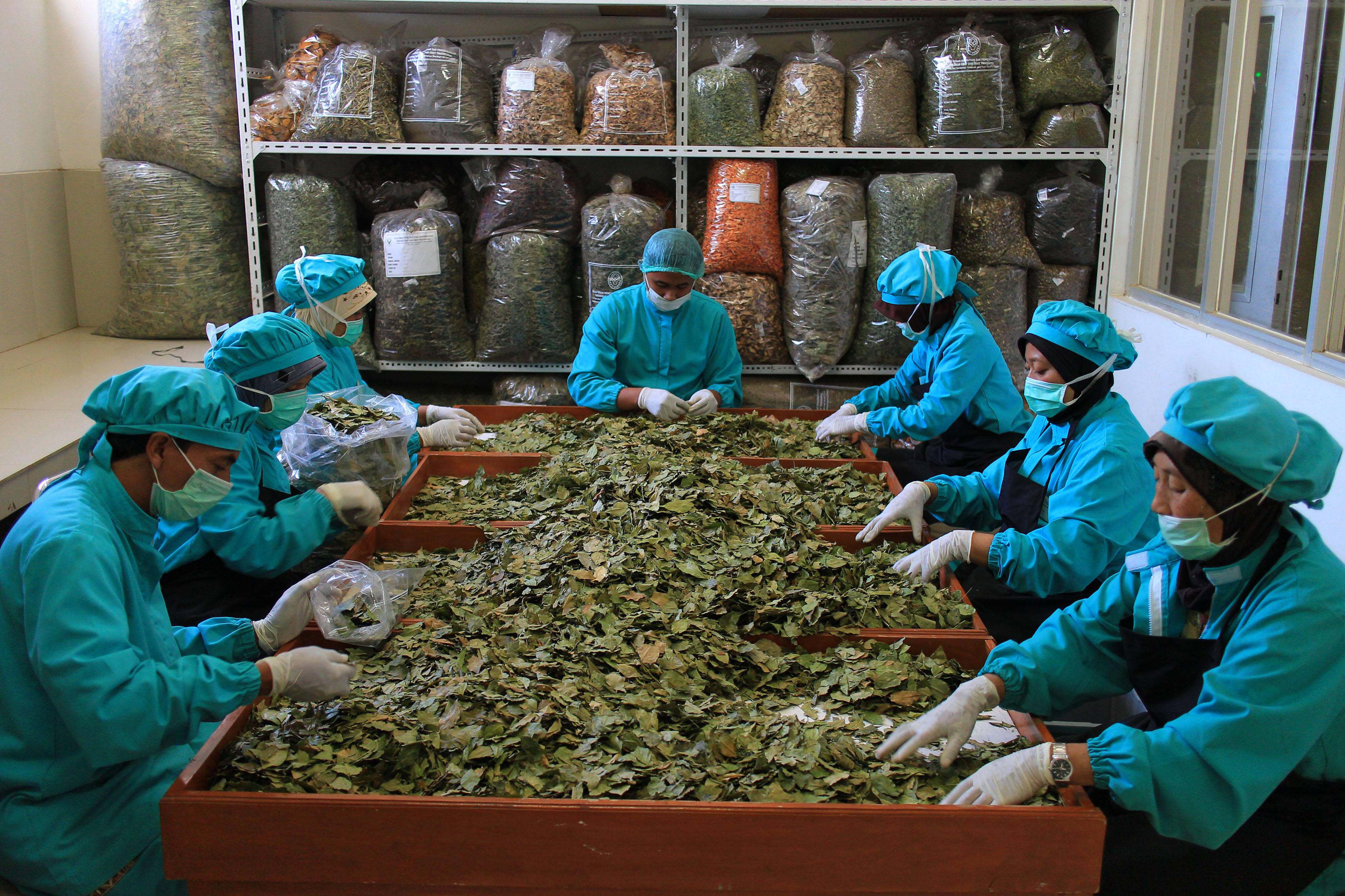  TANAMAN OBAT: Peneliti memilah-milah hasil tanaman obat di Laboraturium B2P2TOOT, Tawangmangu, Karanganyar, Jawa Tengah.