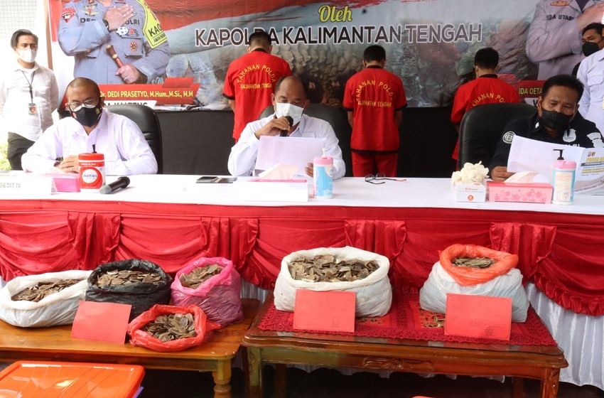 Konfrensi pers Ditreskrimsus Polda Kalteng terkait kasus penjualan sisik trenggiling, Senin (1/11). 