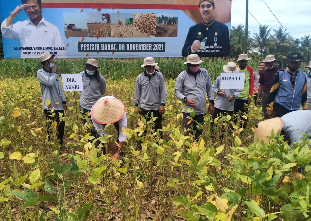 Kementan bersama Bupati Pesisir Barat Agus Istiqlal melakukan panen raya Kedelai di Desa Ulok Manik, Kabupaten Pesisir Barat, Lampung.