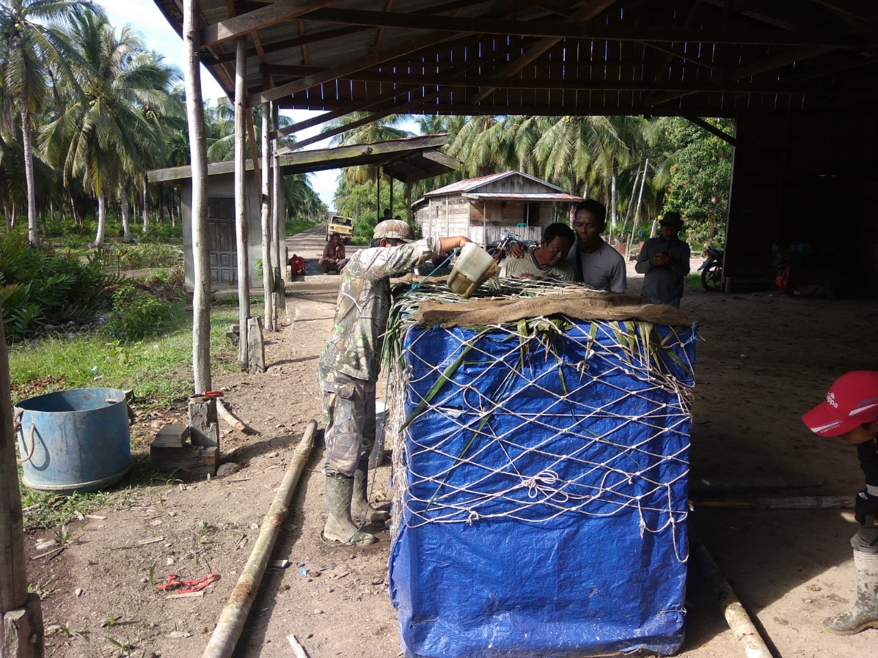 Relokasi seekor Harimau Sumatra (Panthera tigris sumatrae) di Desa Air Hitam Laut Kecamatan Sadu, Kab. Tanjung Jabung Timur, Jambi.