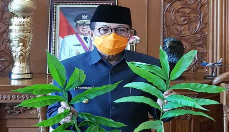 Gubernur Jambi memegang daun sungkai yang diduga mujarab untuk mengobati covid-19.