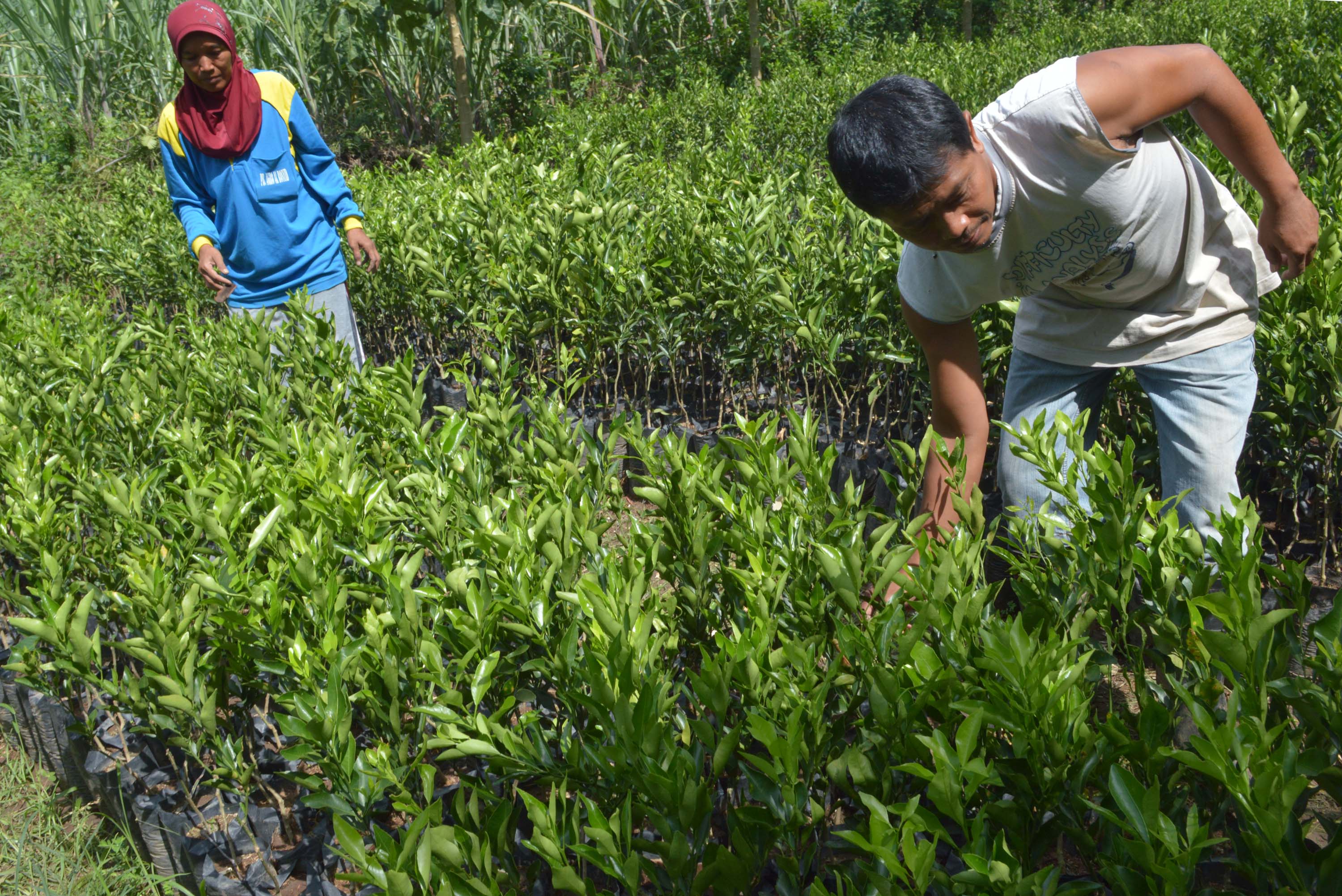 Petani sedang memilih bibit jeruk 