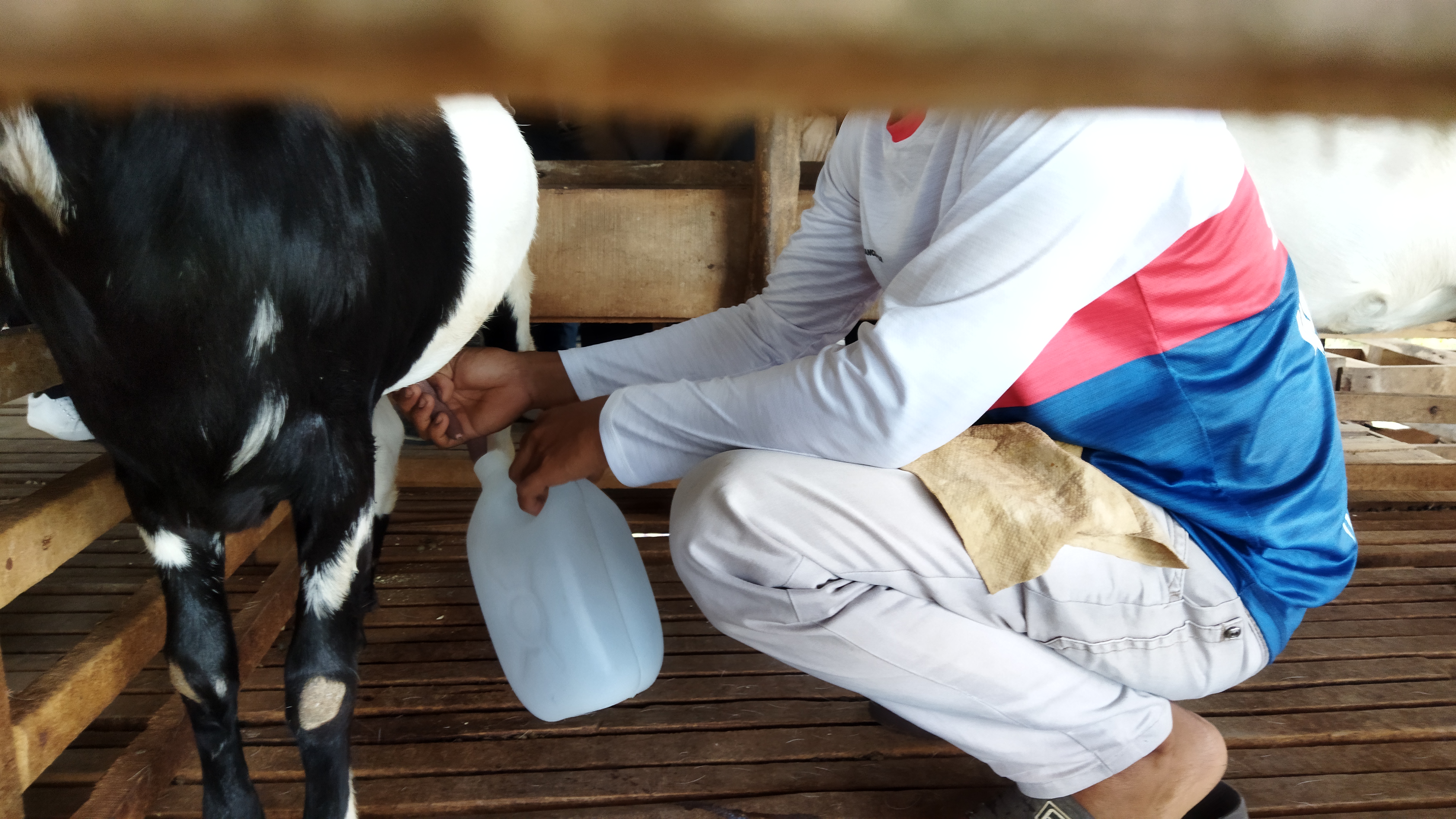 Aktivitas pemerahan susu di peternakan Susu Kambing Sejahtera di Kelurahan Bah Kapul, Kota Pematangsiantar, Sumatra Utara.