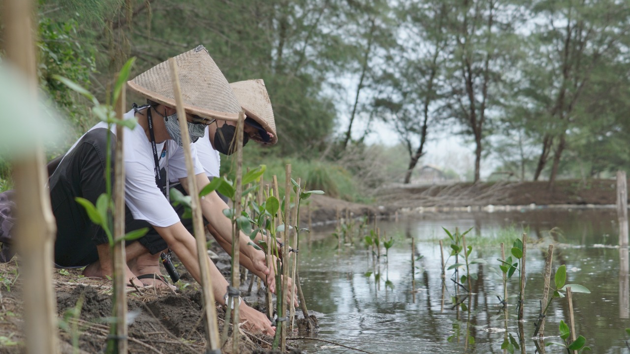 Kegiatan penanaman bibit mangrove  di Pantai Trisik, Kulon Progo, Yogyakarta.