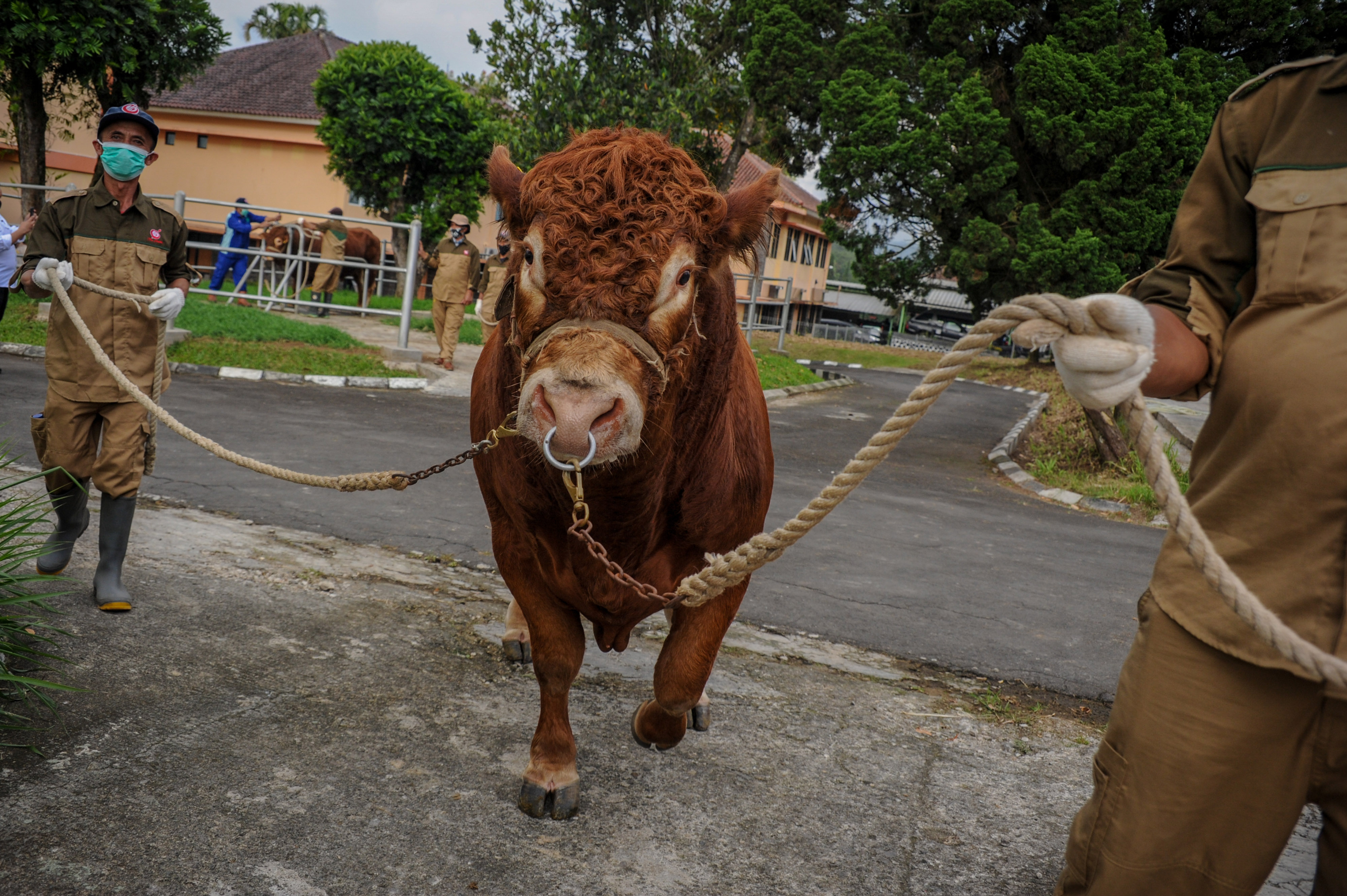 Produksi Daging Sapi Lokal Menurun, BIB Lembang Tingkatkan Produksi Semen Beku 