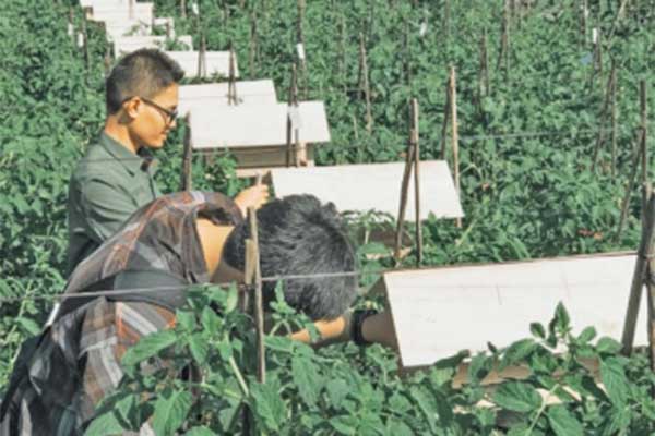 Perkebunan tomat yang terintegrasi dengan lebah tanpa sengat